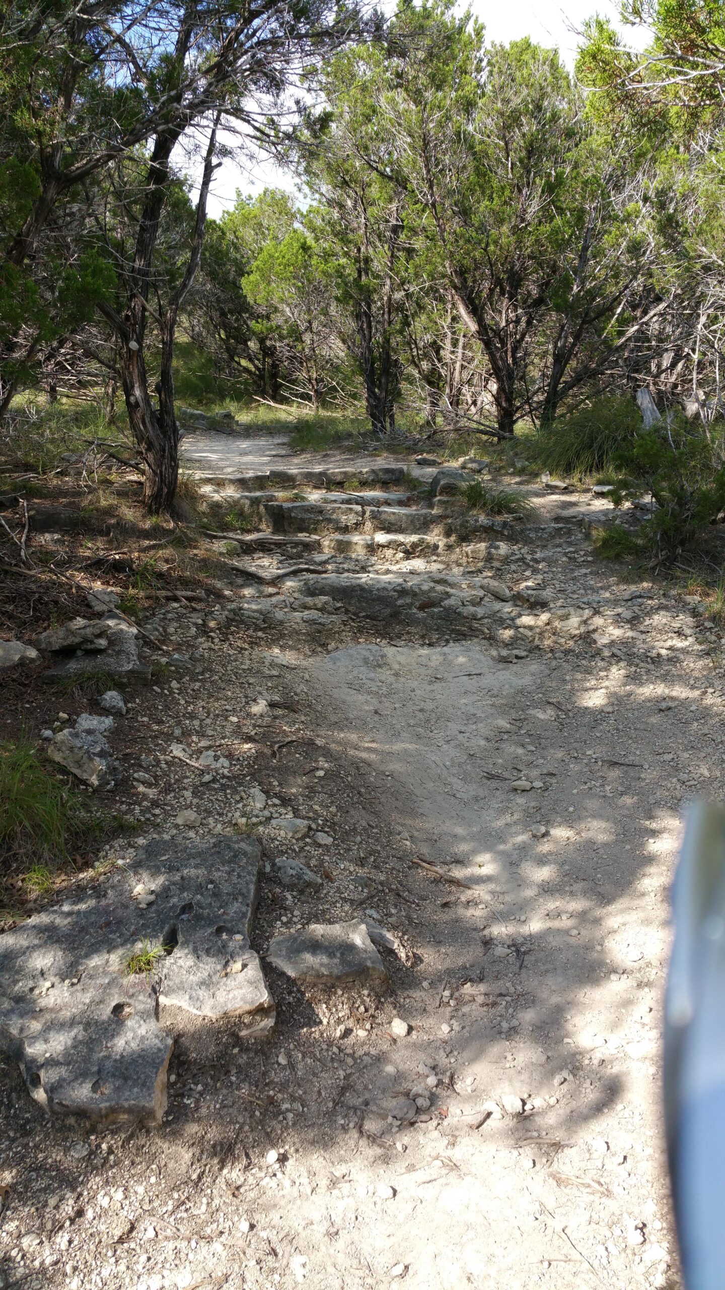 A rocky dirt path winding through a forested area with green trees on either side and scattered stones along the trail. The sunlight filters through the foliage, creating a natural, serene atmosphere. Madrone Trail mountain bike trail.