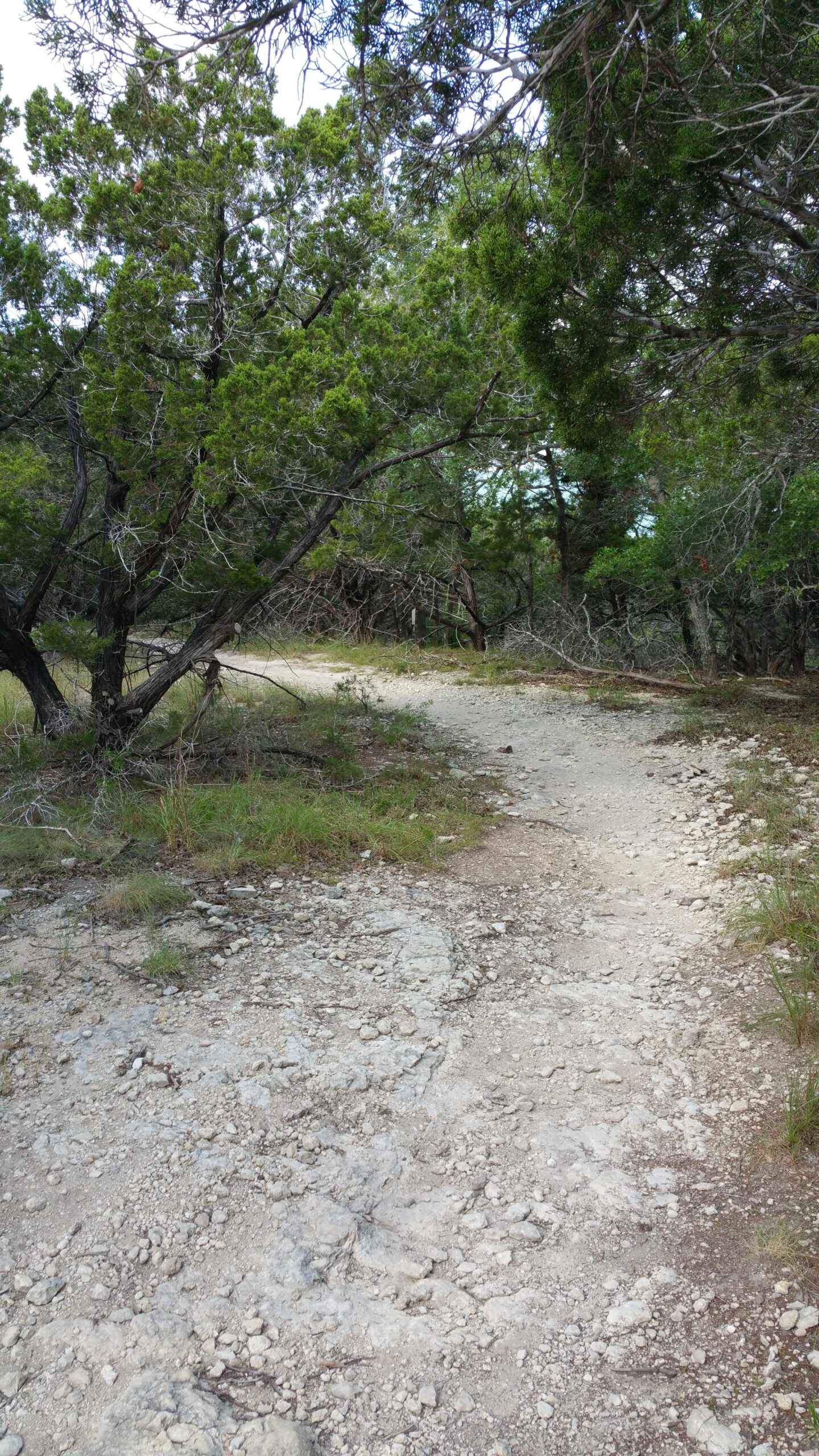 A winding dirt path surrounded by lush green trees and shrubs, leading into a wooded area. The trail is uneven, with visible rocks and pebbles scattered along the ground. Madrone Trail mountain bike trail.