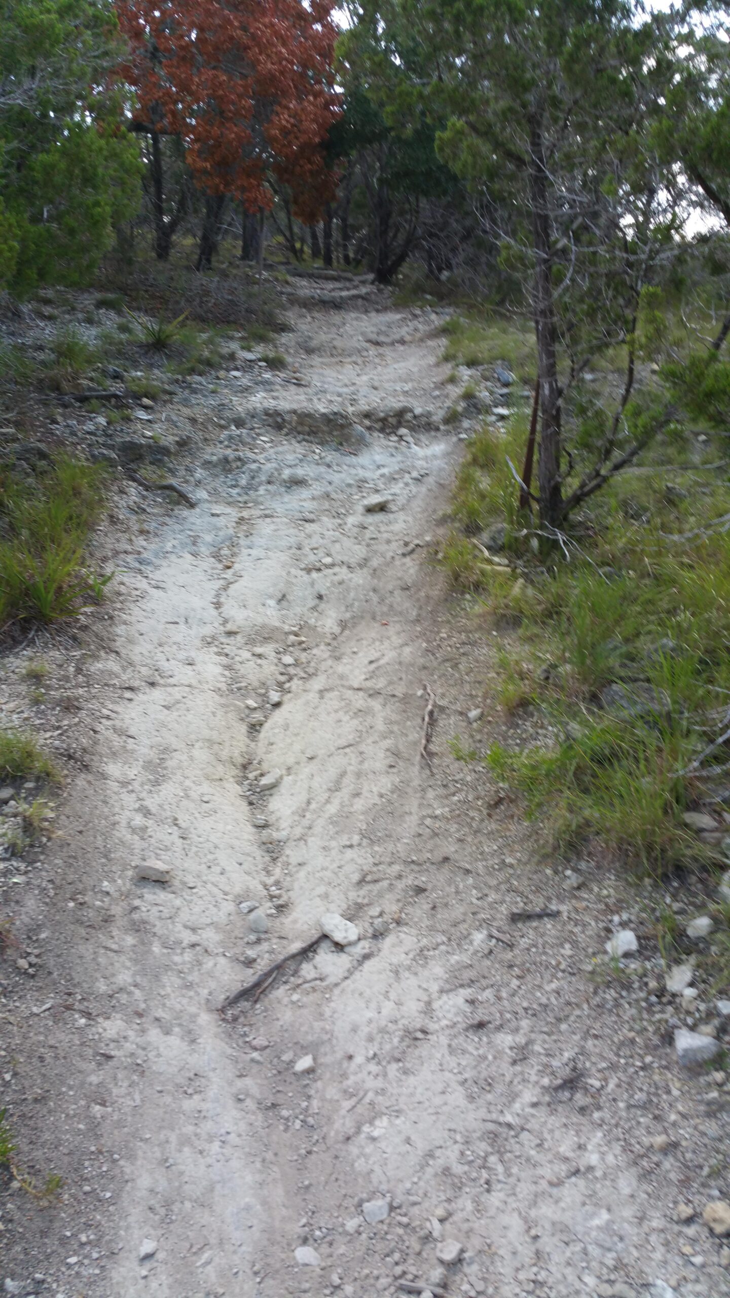 A narrow, winding dirt trail surrounded by greenery, featuring patches of exposed soil and scattered rocks, leading through a wooded area with some trees displaying autumn foliage. Madrone Trail mountain bike trail.