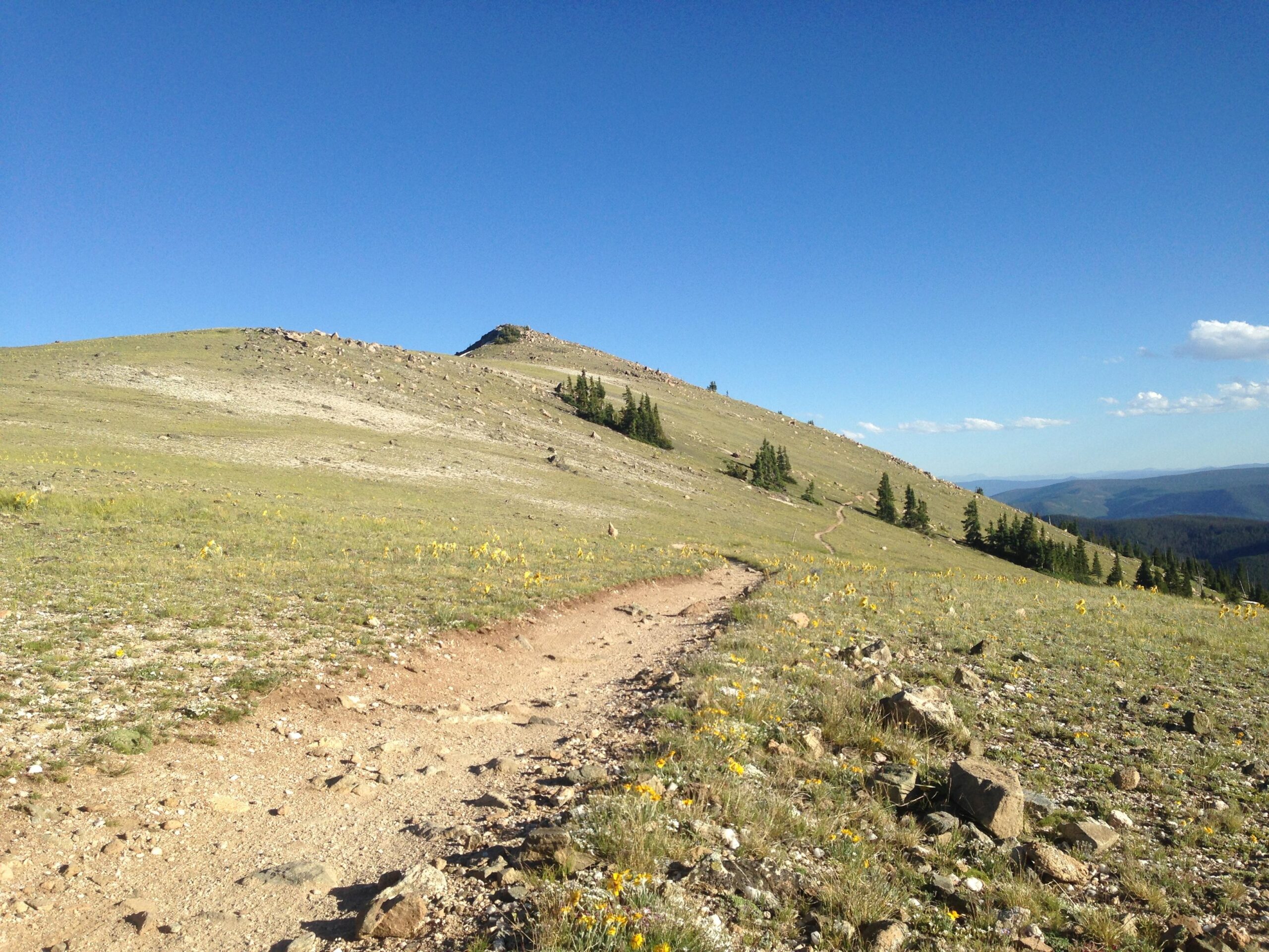 A scenic hiking trail winding through a grassy highland landscape, flanked by wildflowers and rocky outcrops, leading towards a distant hill under a clear blue sky. Monarch Crest Trail mountain bike trail.