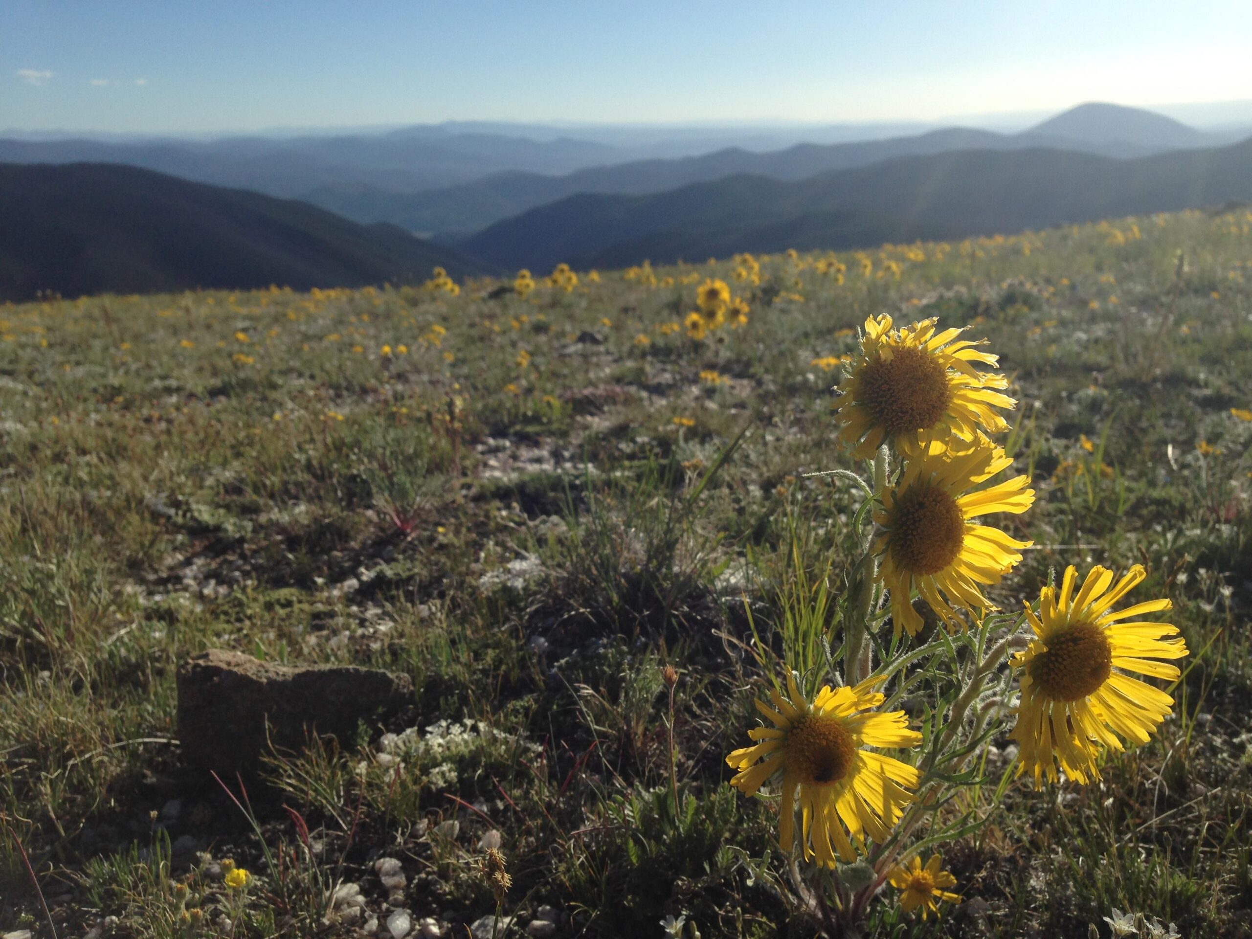 A cluster of bright yellow wildflowers grows in a grassy field with rolling mountains and a clear blue sky in the background. The scene captures the vibrant colors of the flowers against the natural landscape, showcasing a serene and beautiful outdoor setting. Monarch Crest Trail mountain bike trail.