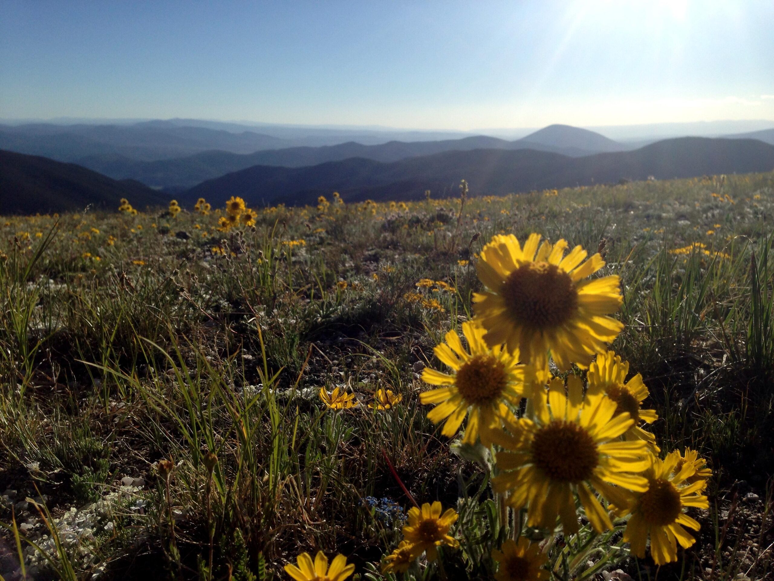 A close-up view of vibrant yellow wildflowers in a grassy field, with a panoramic background of rolling mountains under a clear blue sky. Sunlight filters through, creating a warm, inviting atmosphere. The landscape features various shades of green grass and distant mountains. Monarch Crest Trail mountain bike trail.
