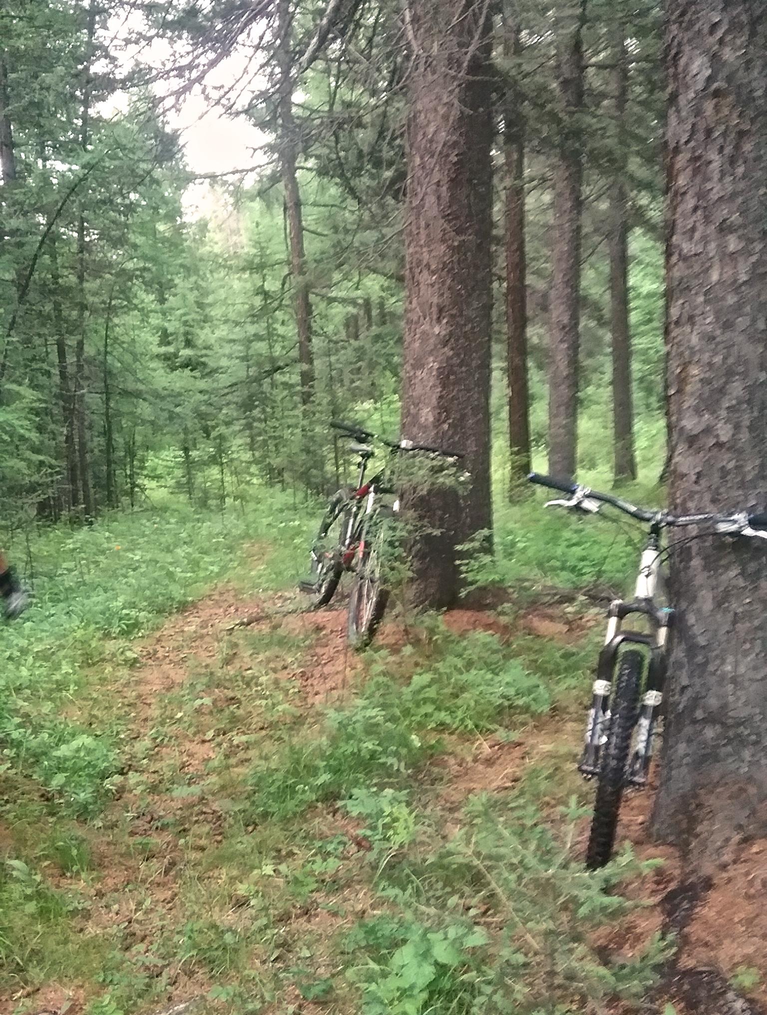 Two mountain bikes are parked on a dirt path in a dense forest. Tall trees with lush green foliage surround the area, and a trail leads deeper into the woods. The ground is covered with pine needles and small plants, creating a natural, tranquil setting. Chuluut Am mountain bike trail.