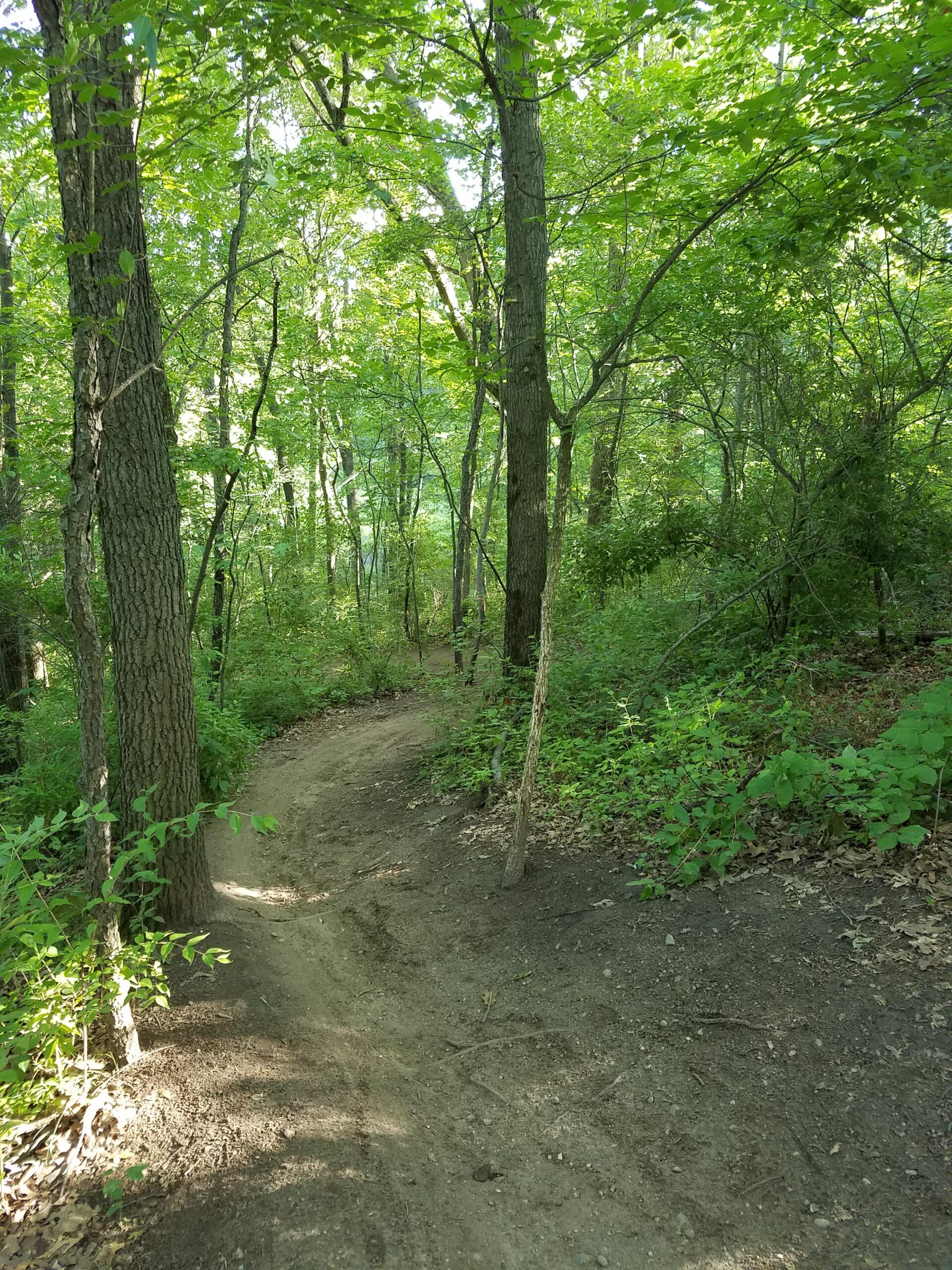 A winding dirt path through a dense forest, surrounded by tall trees and lush green foliage. Sunlight filters through the leaves, illuminating the trail that curves gently to the right. Island Lake mountain bike trail.