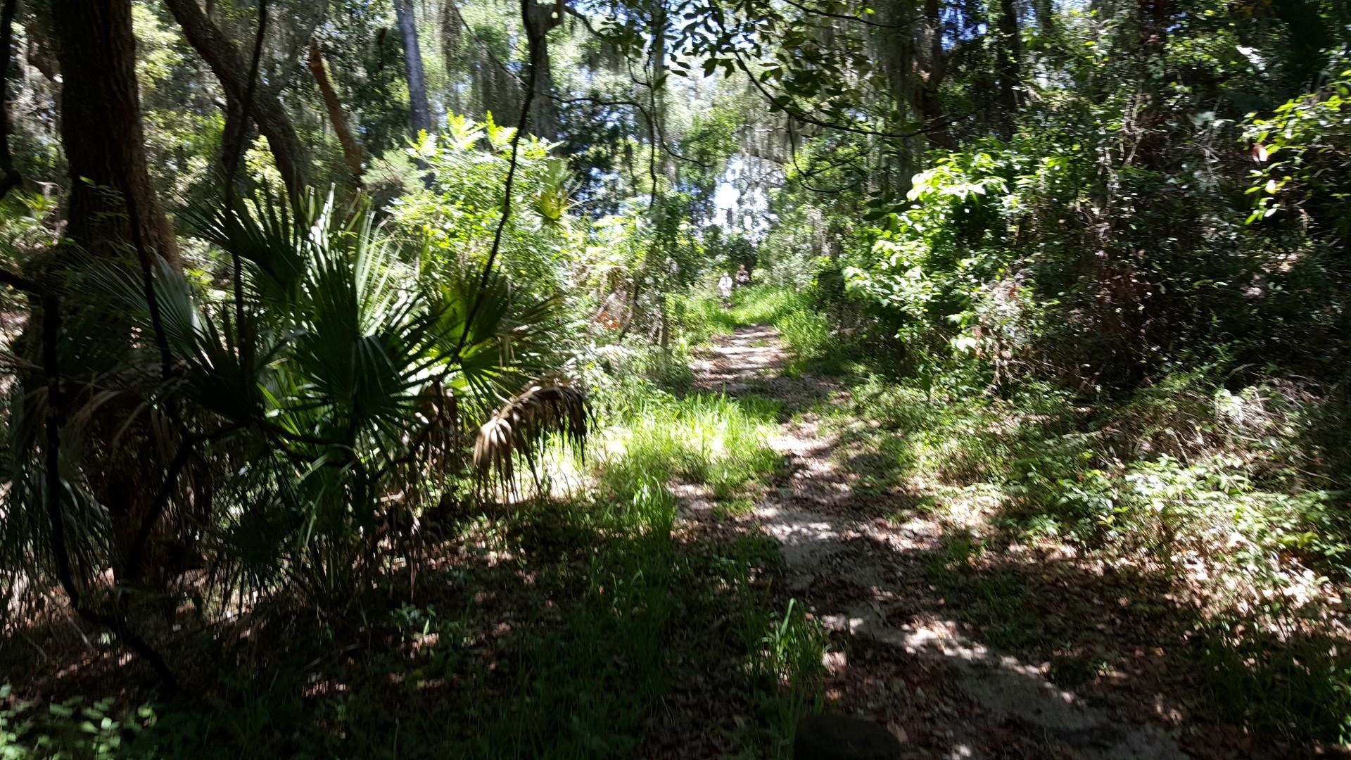 A sunlit path winding through a lush forest, surrounded by vibrant greenery and scattered leaves on the ground, with a hint of distant figures along the trail. Fort George mountain bike trail.