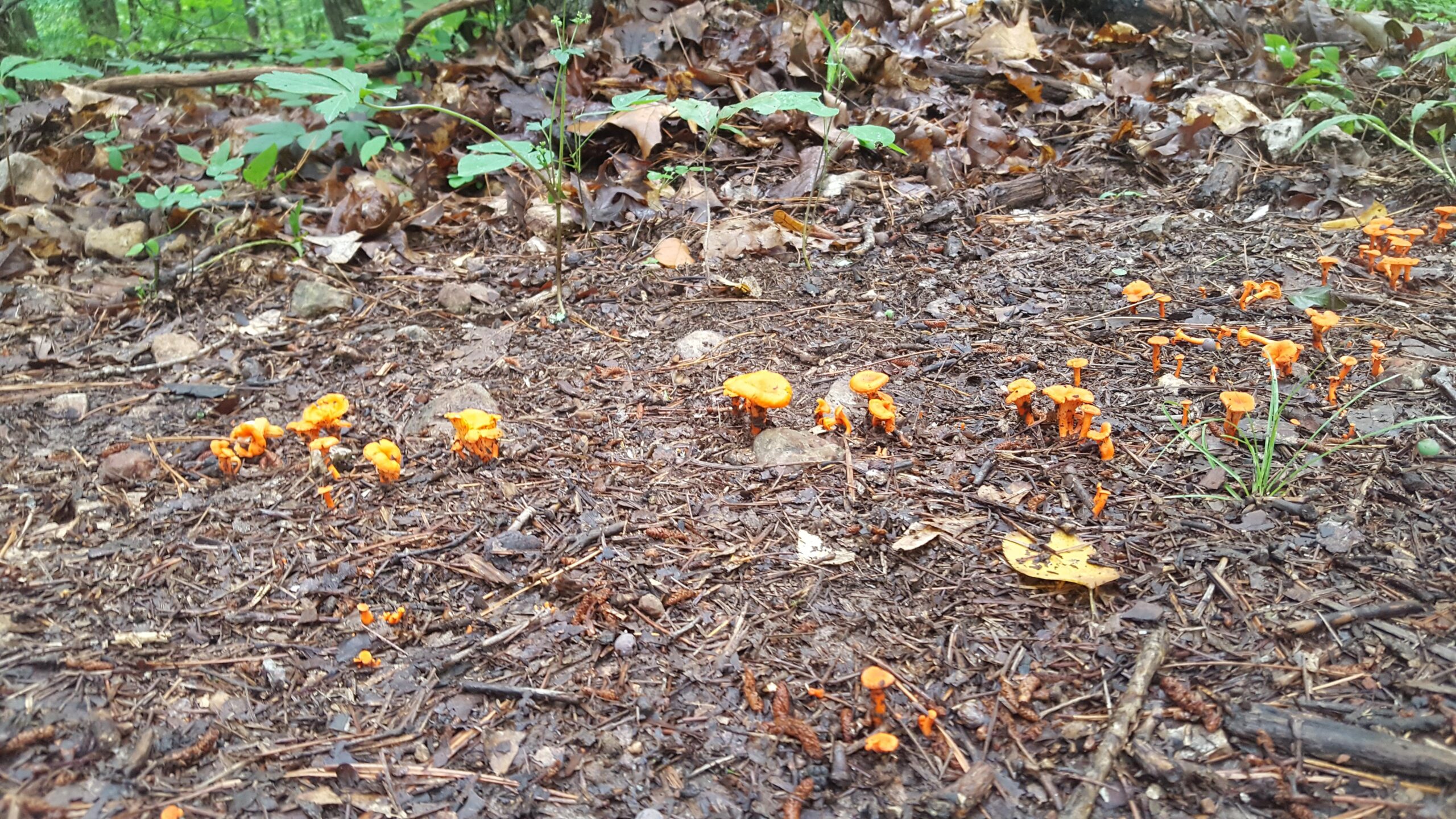 A cluster of small orange mushrooms growing on the forest floor, surrounded by fallen leaves and twigs. The scene is set in a wooded area with greenery in the background. Hobbs State Park Conservation Area mountain bike trail.
