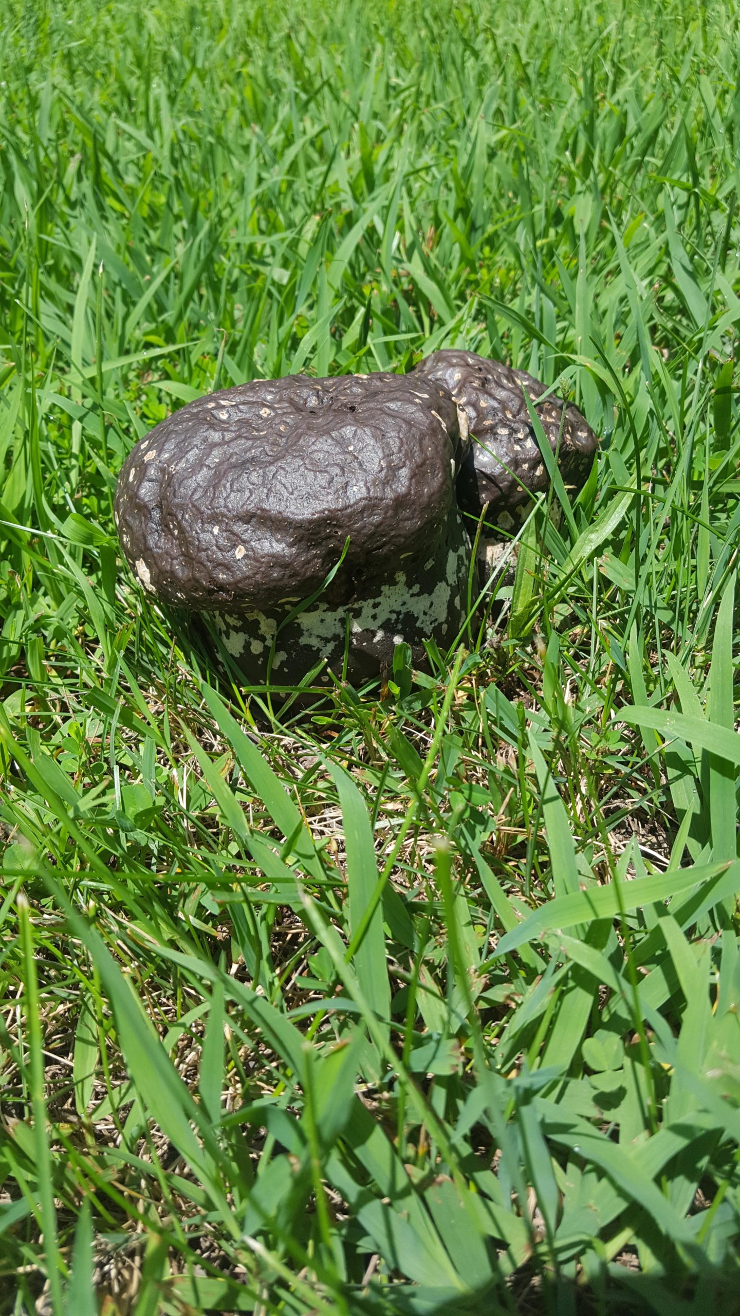 A close-up view of a brownish mushroom with a rounded cap resting on green grass, surrounded by blades of grass and small plants. The mushroom features a textured surface with light speckles and is partially shaded by the surrounding foliage. Cedar Creek mountain bike trail.