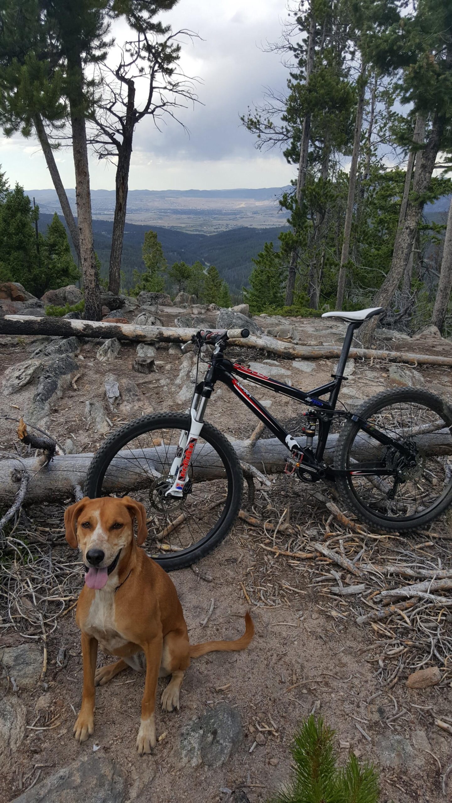 A mountain bike rests against a fallen log in a wooded area, while a brown and white dog sits in the foreground, smiling with its tongue out. In the background, a scenic view of rolling hills and a cloudy sky is visible through the trees. Toll Canyon mountain bike trail.