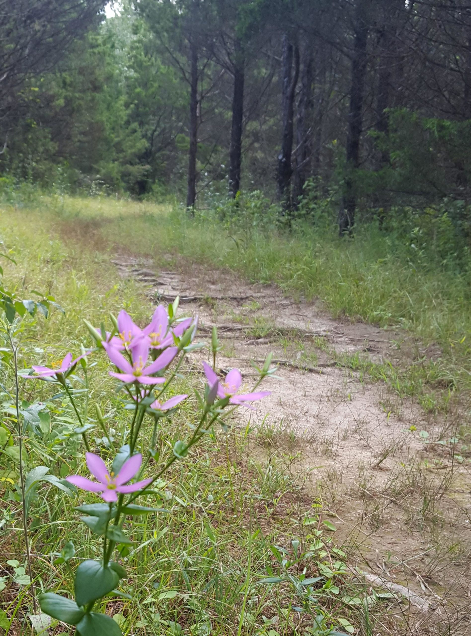 A close-up view of purple wildflowers in the foreground, with a grassy path leading into a wooded area in the background. The scene captures a peaceful nature setting, surrounded by trees and greenery. Forest City Trail mountain bike trail.