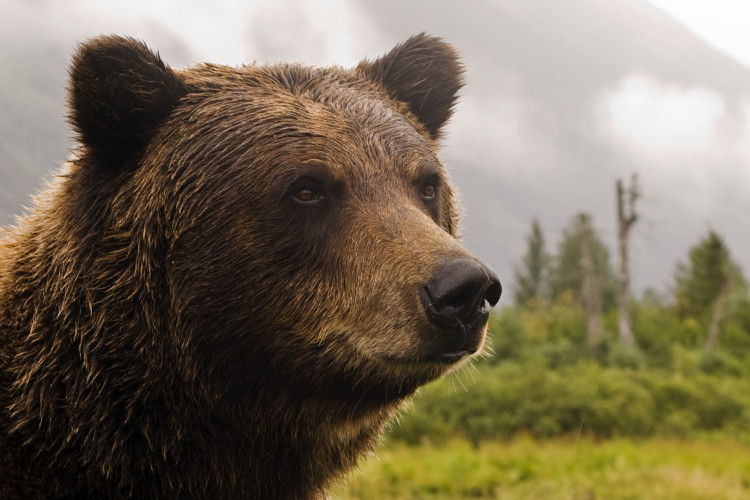 A close-up of a brown bear's face, showcasing its thick fur and expressive eyes, set against a blurred mountainous background with lush greenery.