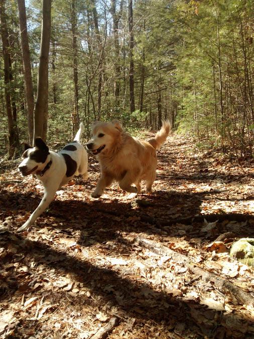 Two dogs running along a forest trail, surrounded by trees and autumn leaves. One dog is golden in color, while the other has a black and white coat. The sunlight filters through the trees, casting shadows on the path. Amethyst Brook mountain bike trail.