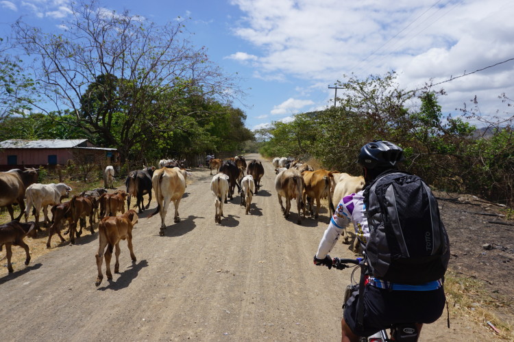 A person riding a bicycle on a dirt road, followed by a herd of cows and calves, surrounded by trees and blue skies. A small building can be seen in the background.