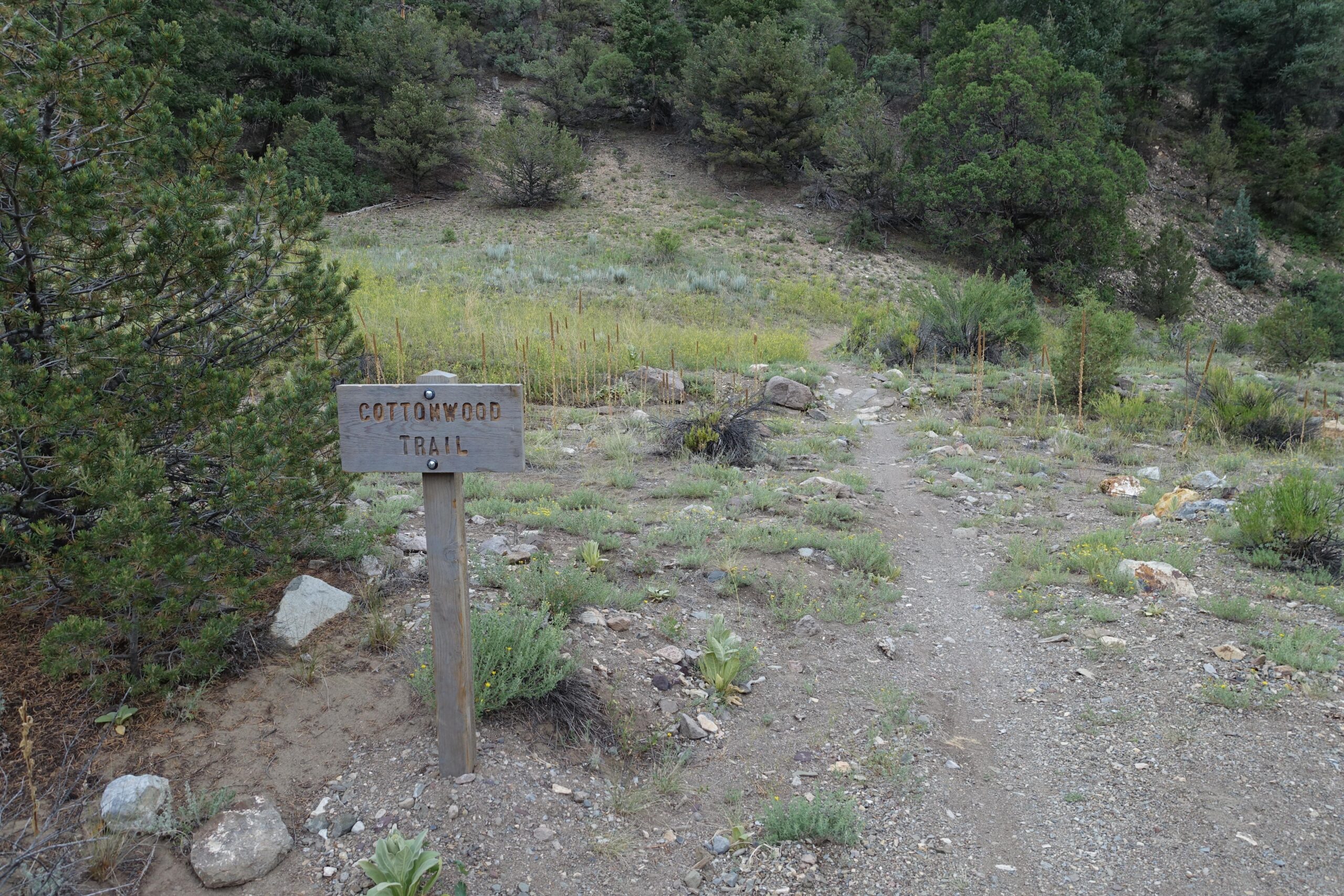 A weathered wooden sign reading "Cottonwood Trail" stands beside a dirt path, surrounded by a variety of green vegetation and rocky terrain. The trail leads into a lightly wooded area with shrubs and grasses, indicating a natural hiking location. Cottonwood mountain bike trail.
