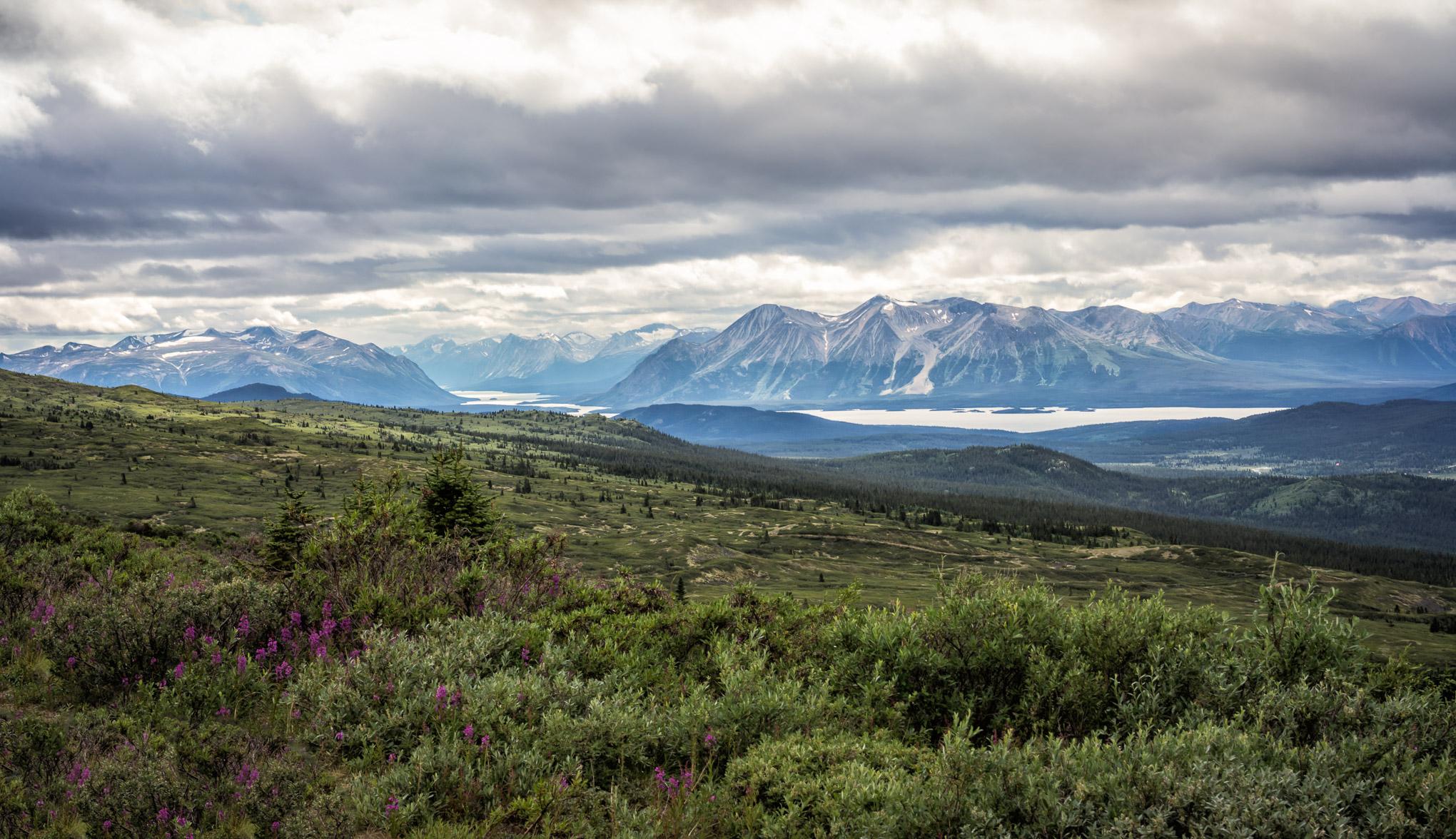 A panoramic view of a mountainous landscape featuring lush green hills and a serene lake in the distance. The foreground includes clusters of purple wildflowers among the vegetation, while the background showcases dramatic mountain peaks under a cloudy sky. The scene reflects a tranquil, natural environment. Atlin Mt SuperHero Trail mountain bike trail.