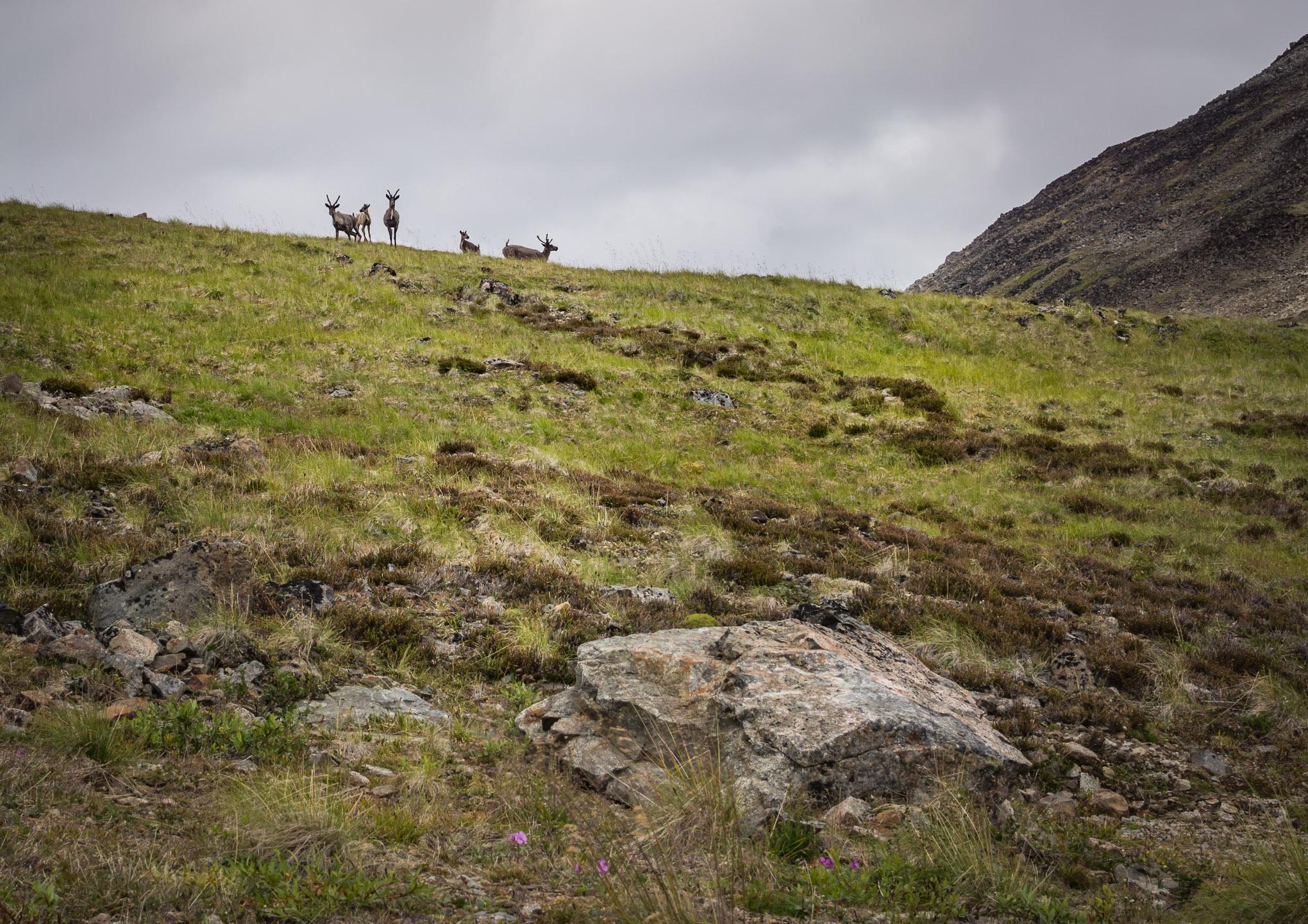 A group of four deer standing on a grassy hillside, with rocky terrain in the foreground and a cloudy sky overhead. Atlin Mt SuperHero Trail mountain bike trail.