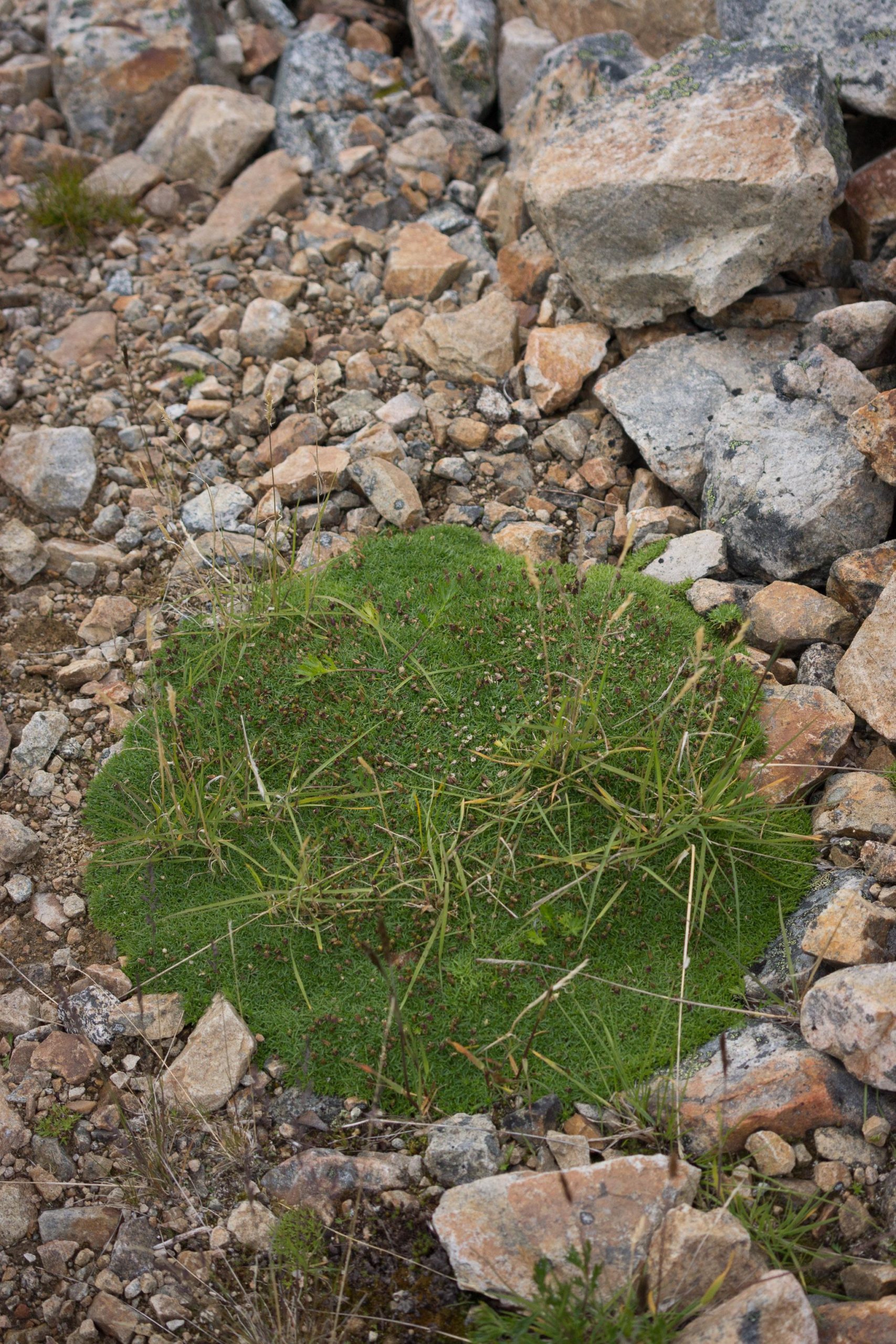 A patch of green moss and small grasses surrounded by various sizes of rocks on a rocky terrain. Atlin Mt SuperHero Trail mountain bike trail.