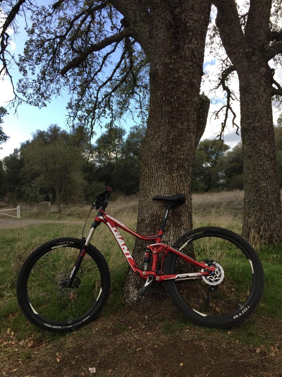 A red mountain bike leaning against a large tree, surrounded by grassy terrain and a blue sky with scattered clouds. Granite Bay Trail mountain bike trail.