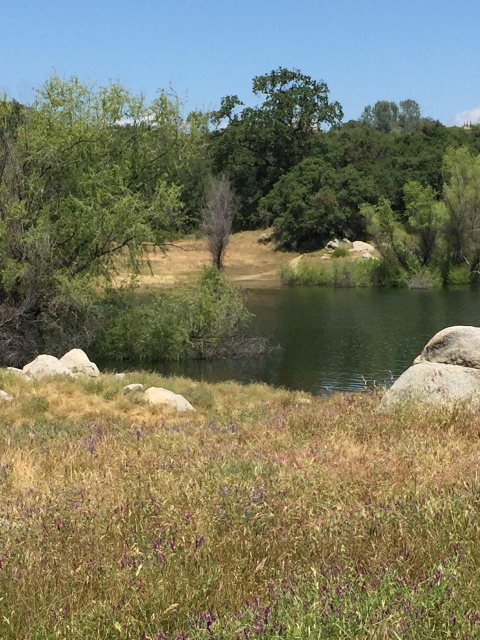 A serene landscape featuring a calm body of water surrounded by green trees and grassy areas. Large rocks are scattered along the shoreline, and wildflowers bloom in shades of purple amidst the golden grass. The sky above is clear and blue, indicating a sunny day. Granite Bay Trail mountain bike trail.