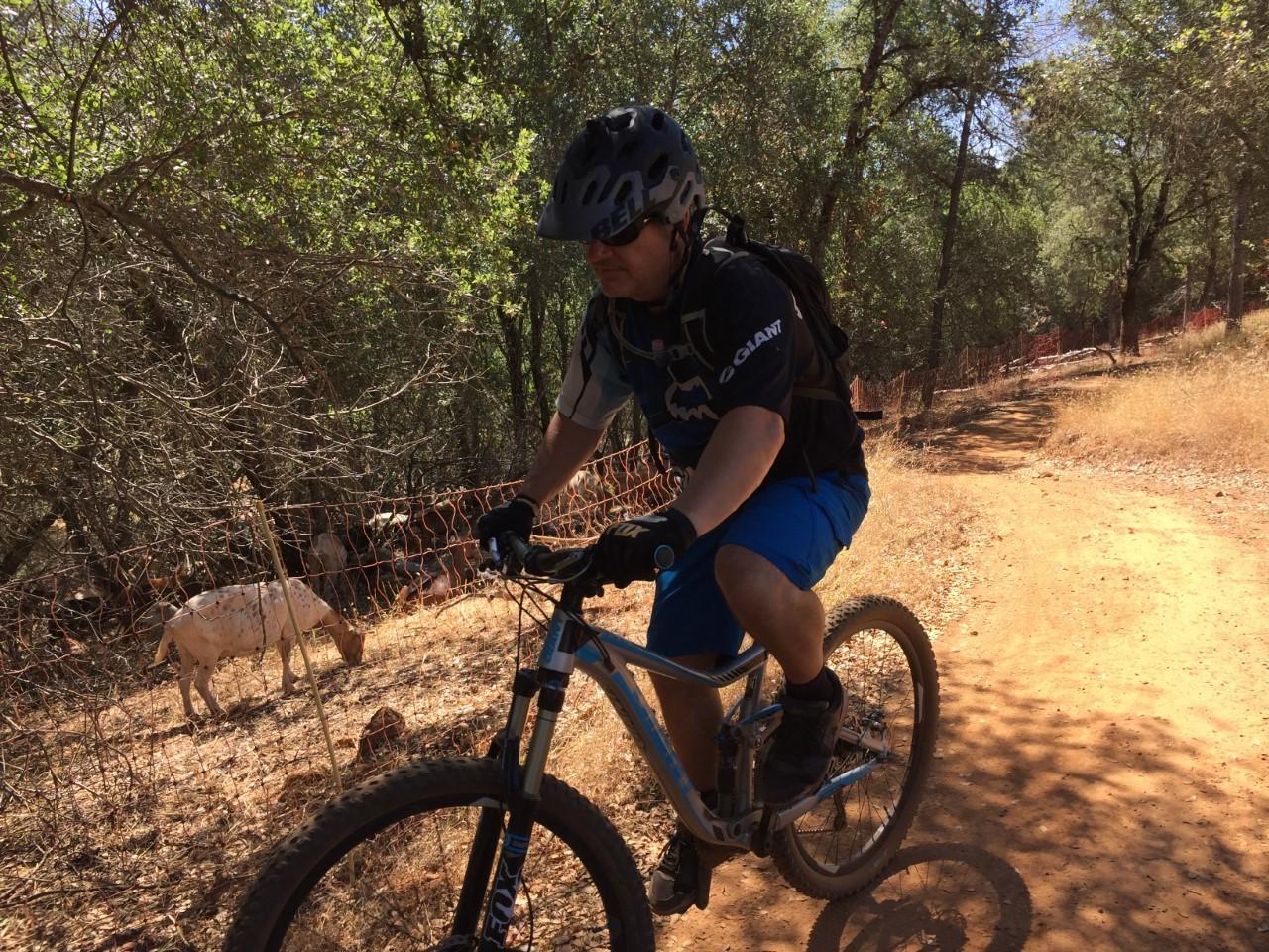 A mountain biker rides along a dirt trail through a wooded area, wearing a helmet and protective gear. In the background, a goat is seen grazing near a fence among the trees and dry grass. Hidden Falls Regional Park mountain bike trail.