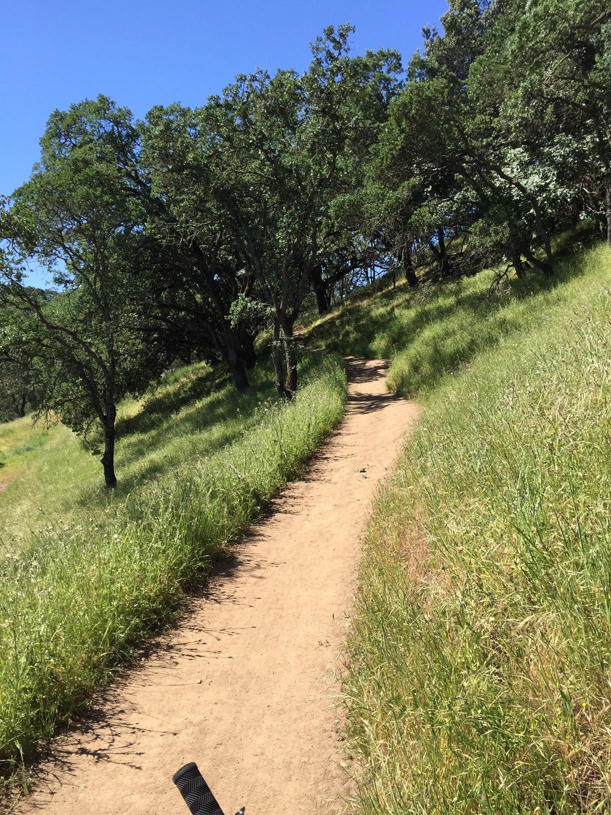 A winding dirt path surrounded by lush greenery and trees under a clear blue sky. The path leads up a gentle slope, inviting exploration in a natural setting. Rockville Park mountain bike trail.