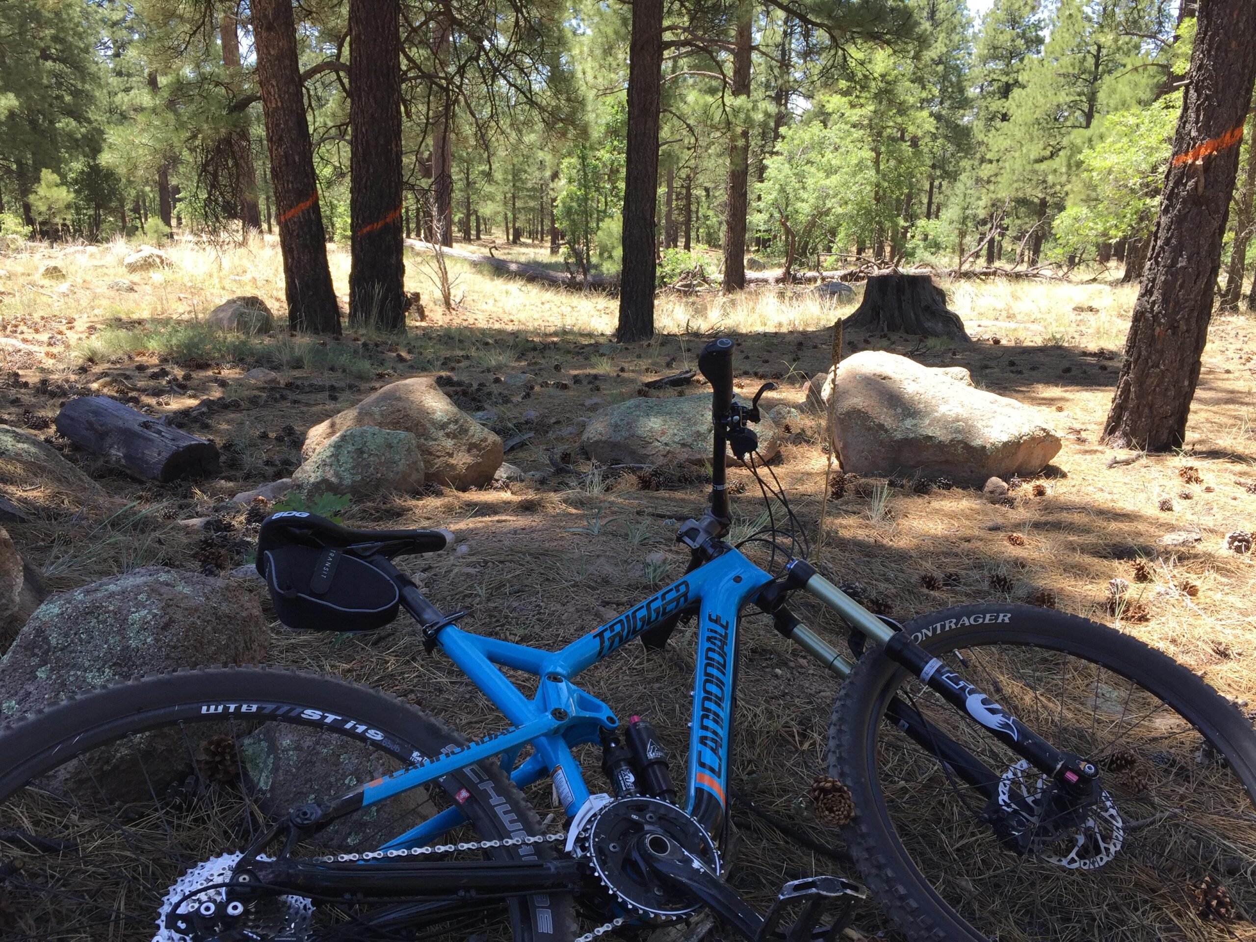 Cannondale Trigger: A blue mountain bike leaning against a rock in a forested area, surrounded by pine trees and scattered pine cones on the ground. The sunlight filters through the trees, creating a serene outdoor setting.