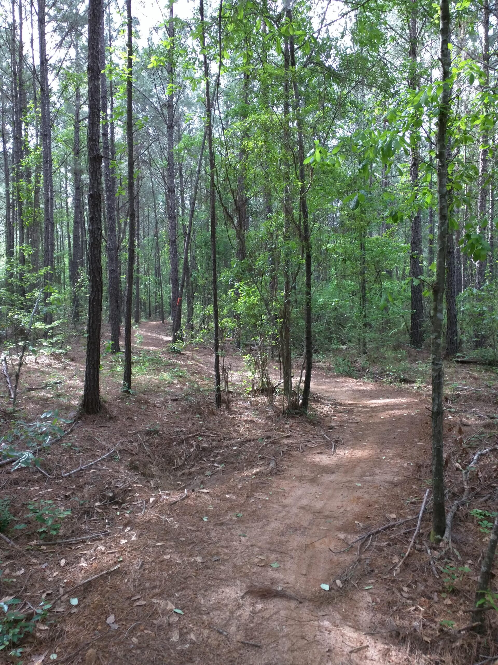 A winding dirt path through a lush green forest, surrounded by tall trees and underbrush. Sunlight filters through the leaves, creating a serene and tranquil atmosphere. Zion Cemetery Ridge mountain bike trail.
