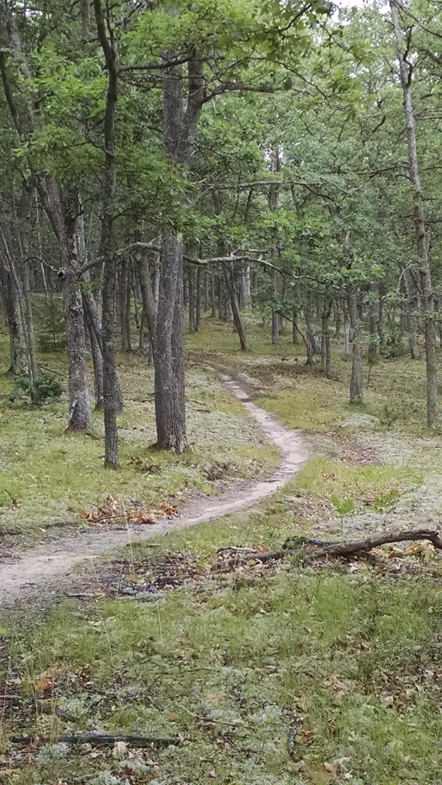 Photo of a winding dirt path through a lush forest, bordered by tall trees and green undergrowth. The path leads through the peaceful scenery, inviting exploration of the natural surroundings. Hanson Hills mountain bike trail.