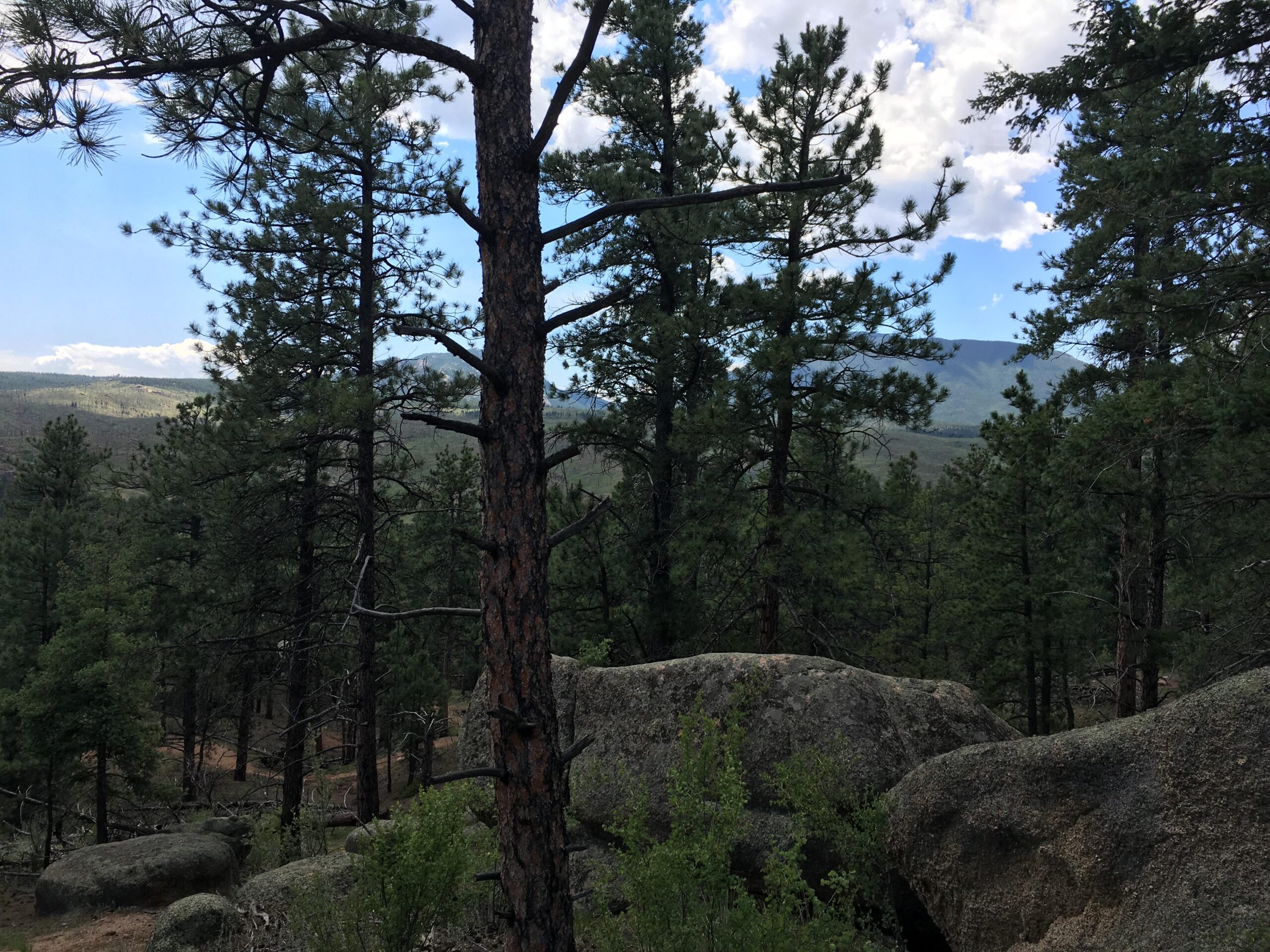 A dense forest scene featuring tall pine trees, rocky outcrops, and a distant mountain range under a partly cloudy sky. The foreground includes large boulders and lush greenery, while the background reveals rolling hills and a clear blue sky. Buffalo Creek mountain bike trail.