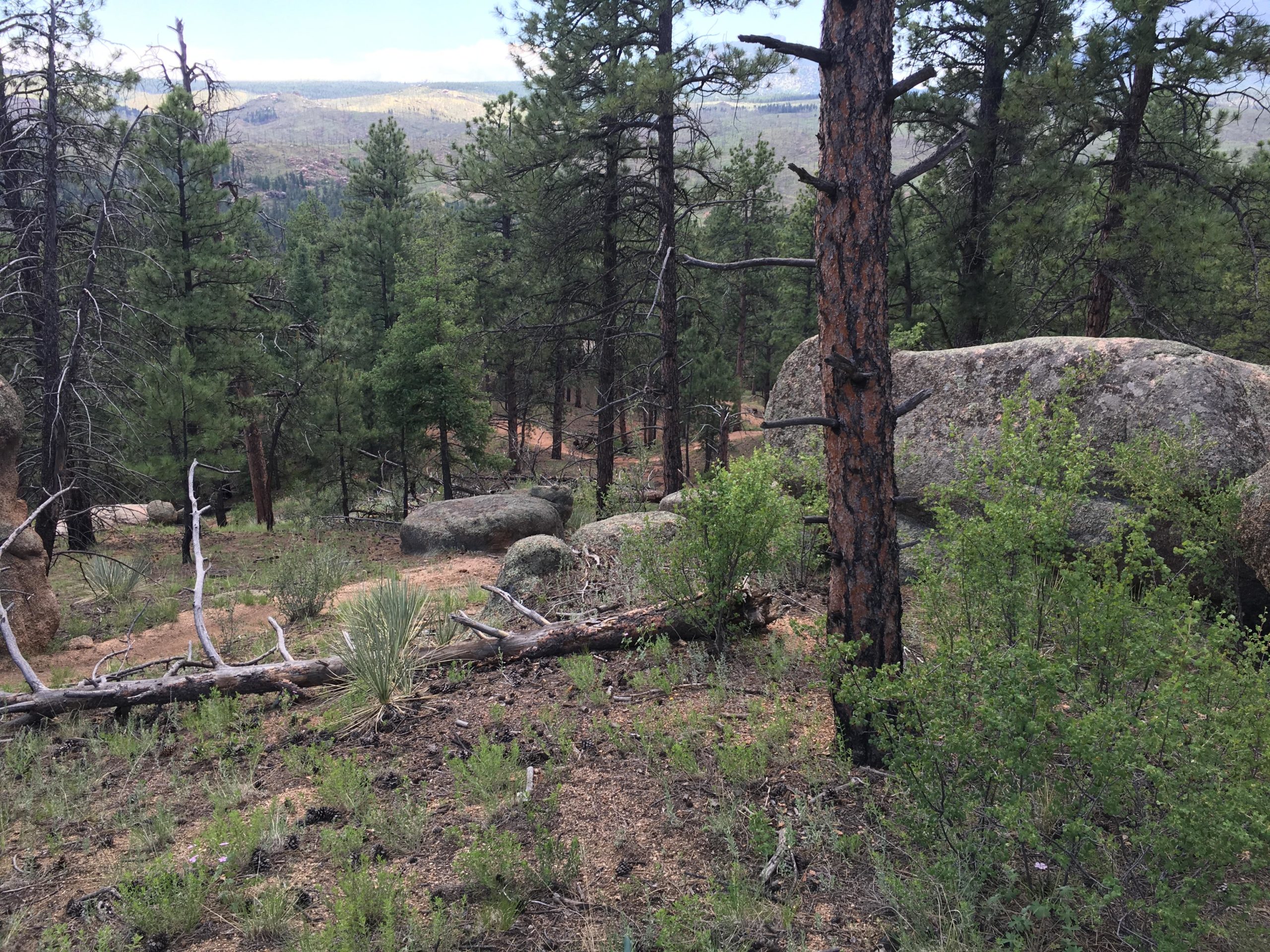 A scenic view of a forested area featuring tall pine trees, scattered boulders, and a mix of greenery. The landscape is hilly, with distant mountains visible in the background under a partly cloudy sky. Buffalo Creek mountain bike trail.