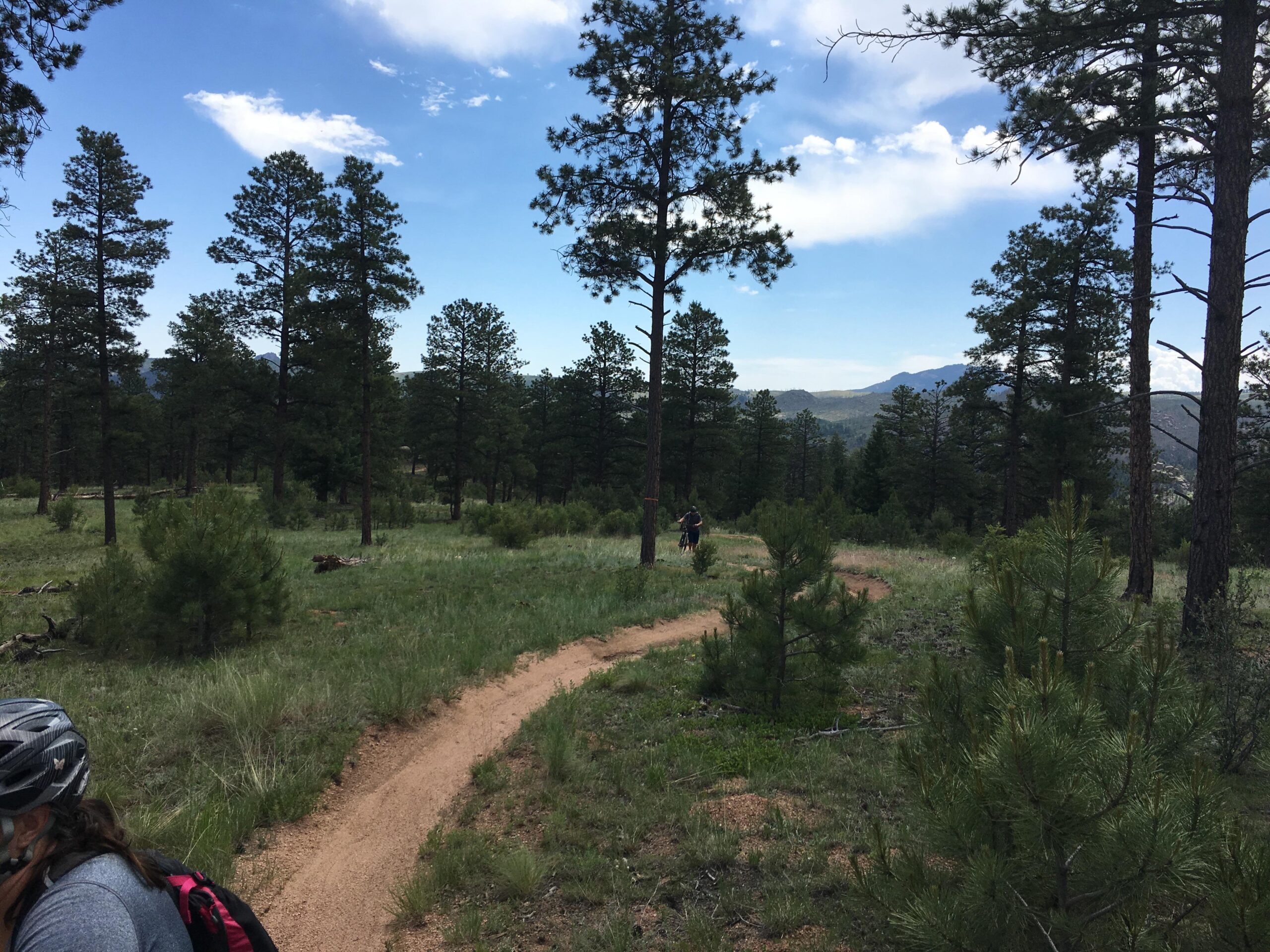 A scenic trail winding through a forest of tall pine trees, with a clear blue sky overhead. In the distance, a mountain range is visible, while a cyclist rides along the path. Lush green grass and small shrubs border the trail, creating a tranquil outdoor setting. Buffalo Creek mountain bike trail.