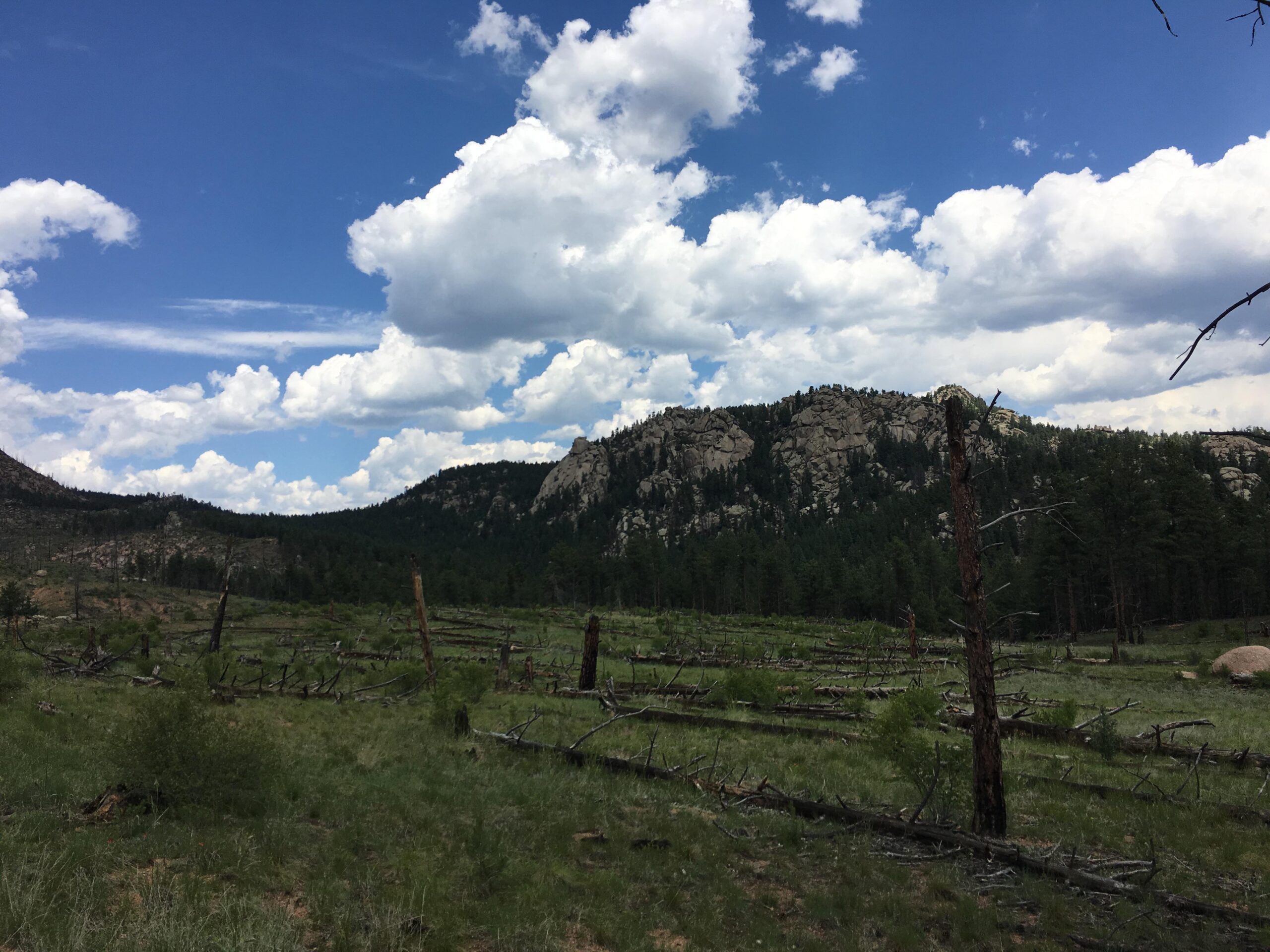 A scenic landscape featuring rolling hills dotted with lush green trees under a partly cloudy blue sky. The foreground shows a field with scattered fallen tree trunks and sparse vegetation, while tall rock formations rise in the distance against the backdrop of an expansive sky filled with white clouds. Buffalo Creek mountain bike trail.
