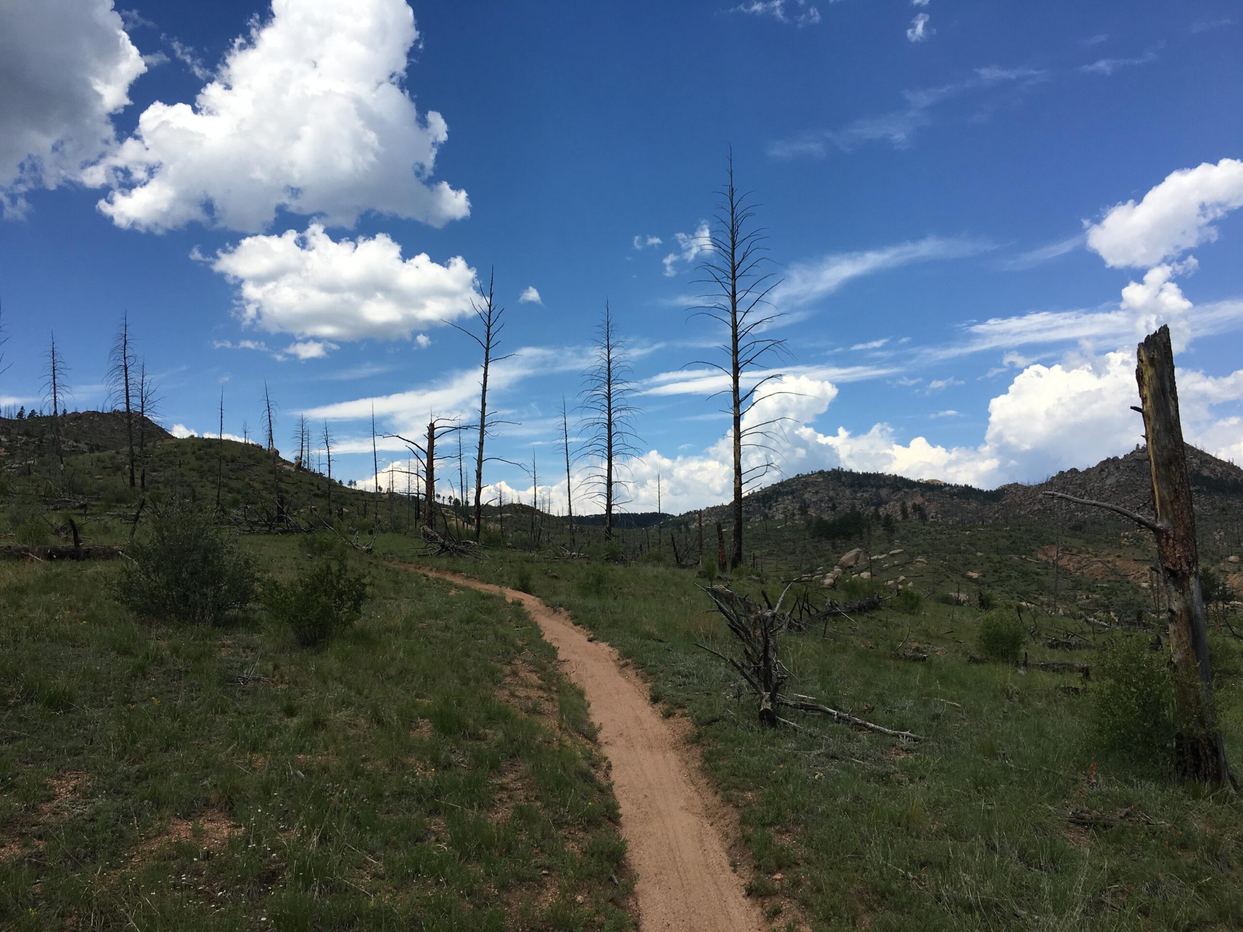 A dirt path winding through a landscape of grassy hills and charred tree stumps under a blue sky filled with fluffy white clouds. The scene is marked by the remnants of trees, suggesting a recent fire, with rolling hills in the background. Buffalo Creek mountain bike trail.
