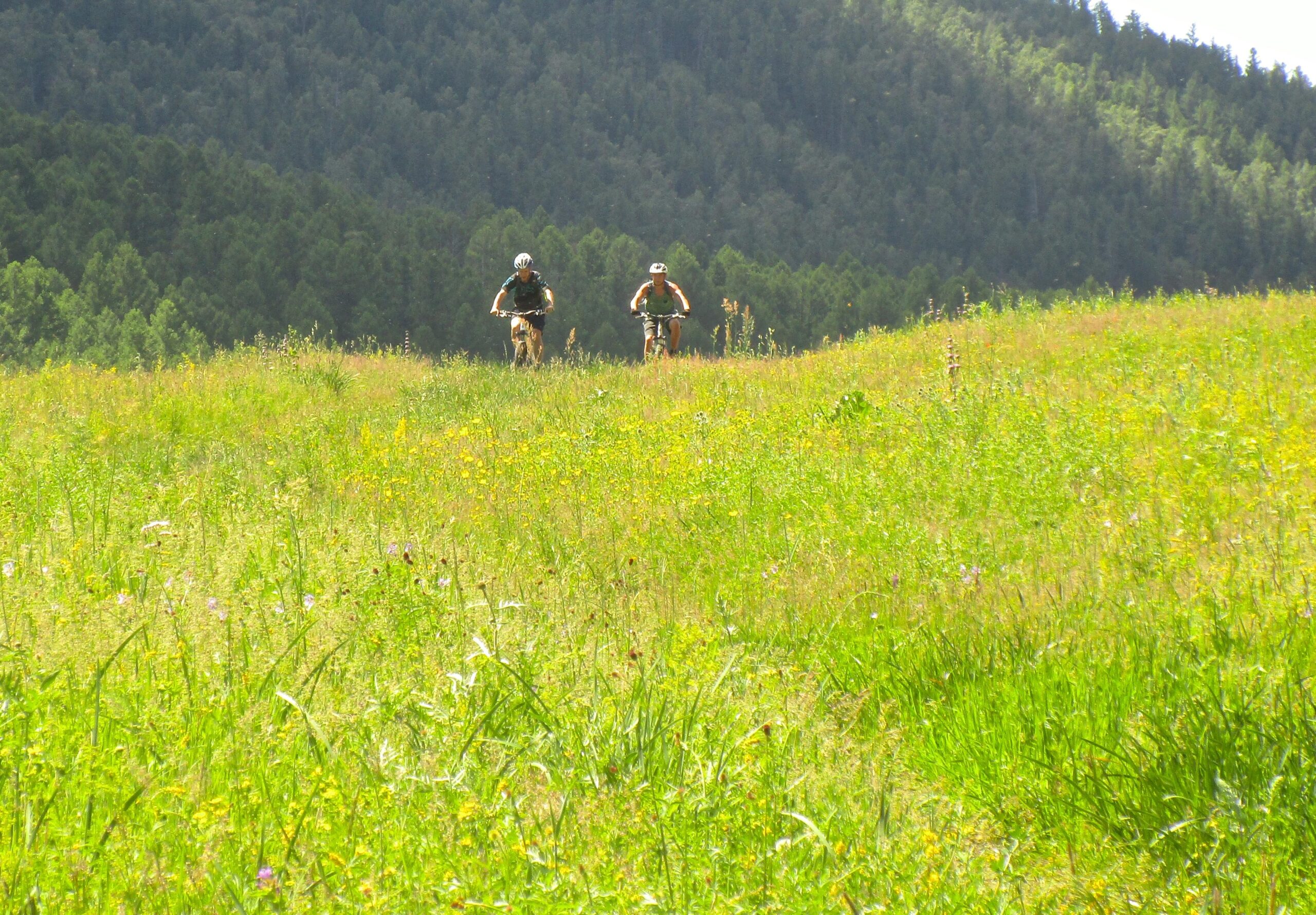 Two mountain bikers riding through a grassy field, surrounded by lush greenery and a backdrop of trees on a sunny day. Khargana Gol mountain bike trail.