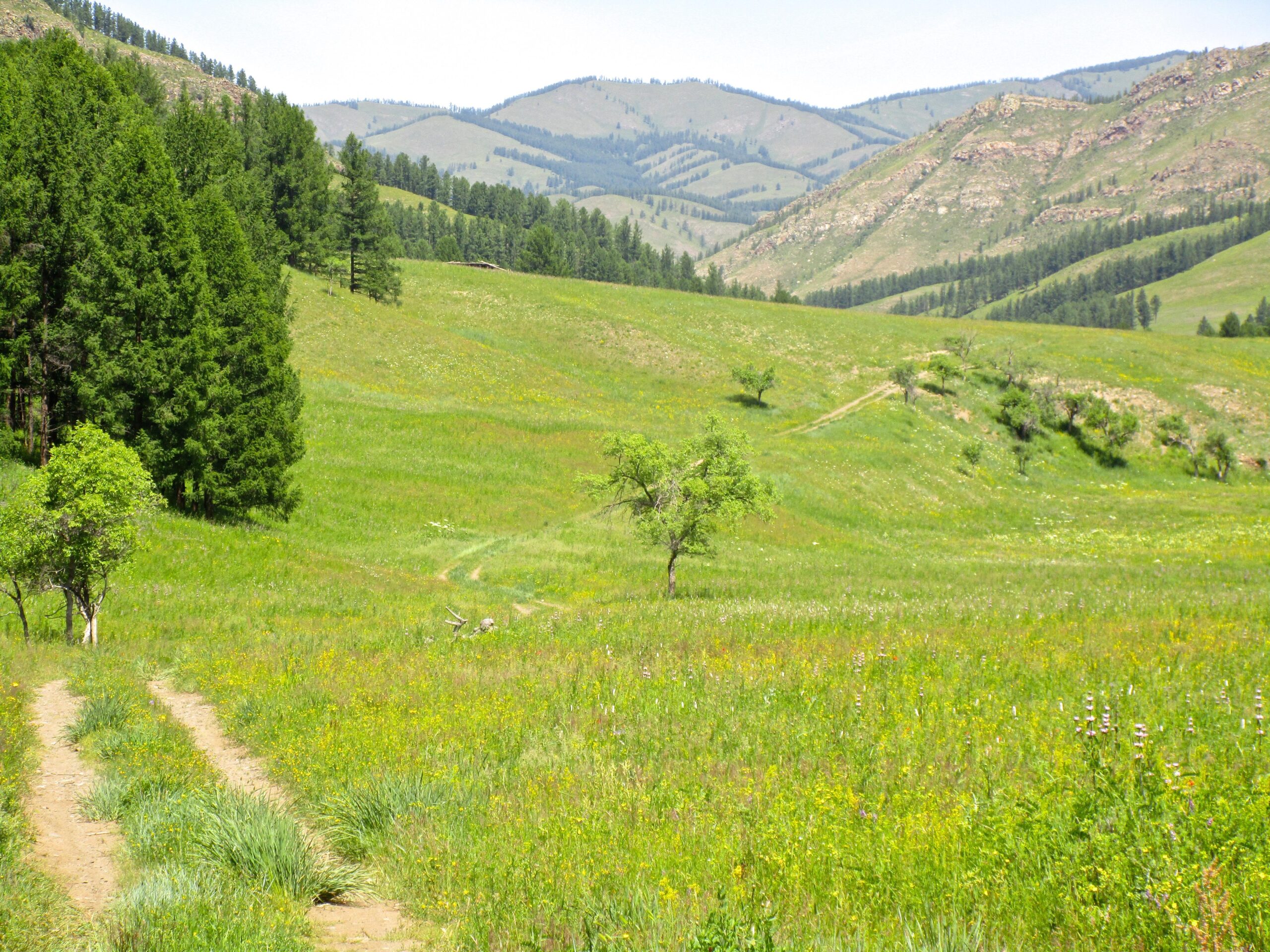 A scenic landscape featuring rolling green hills and a dirt path winding through a meadow filled with wildflowers. Tall trees line the edge of the path, with mountains in the background under a clear blue sky. Khargana Gol mountain bike trail.