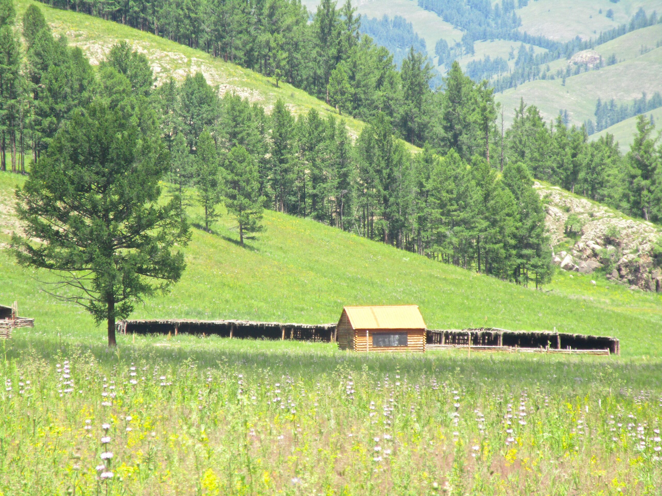 A peaceful landscape featuring a wooden cabin with a rust-colored roof, nestled amidst green hills and dense coniferous trees. The foreground is filled with wildflowers, while the background features gently sloping hills under a clear sky. Khargana Gol mountain bike trail.