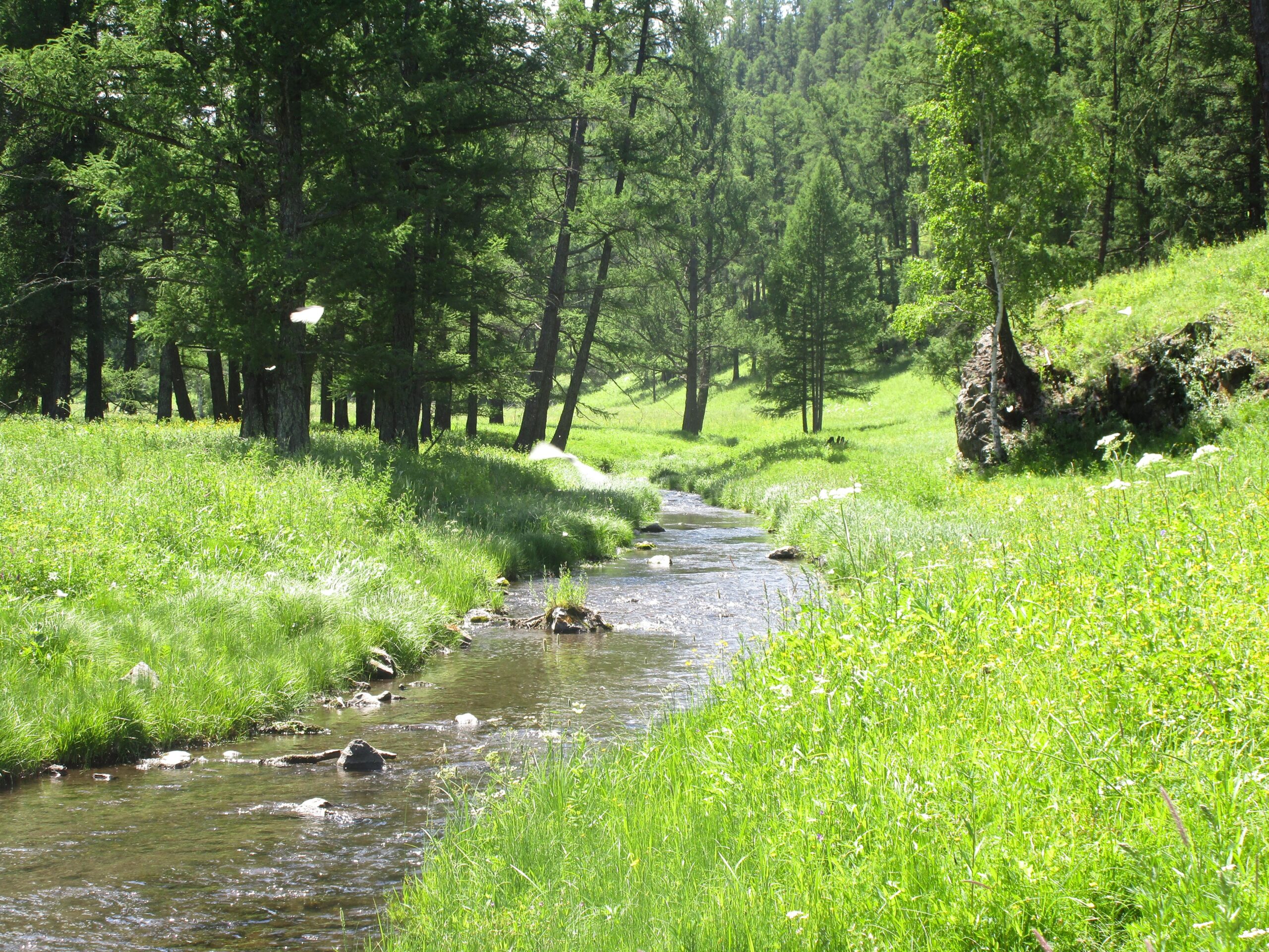 A serene landscape featuring a gentle stream flowing through a lush green meadow, bordered by tall trees and scattered wildflowers. The sunlight filters through the foliage, creating a peaceful and tranquil natural setting. Khargana Gol mountain bike trail.