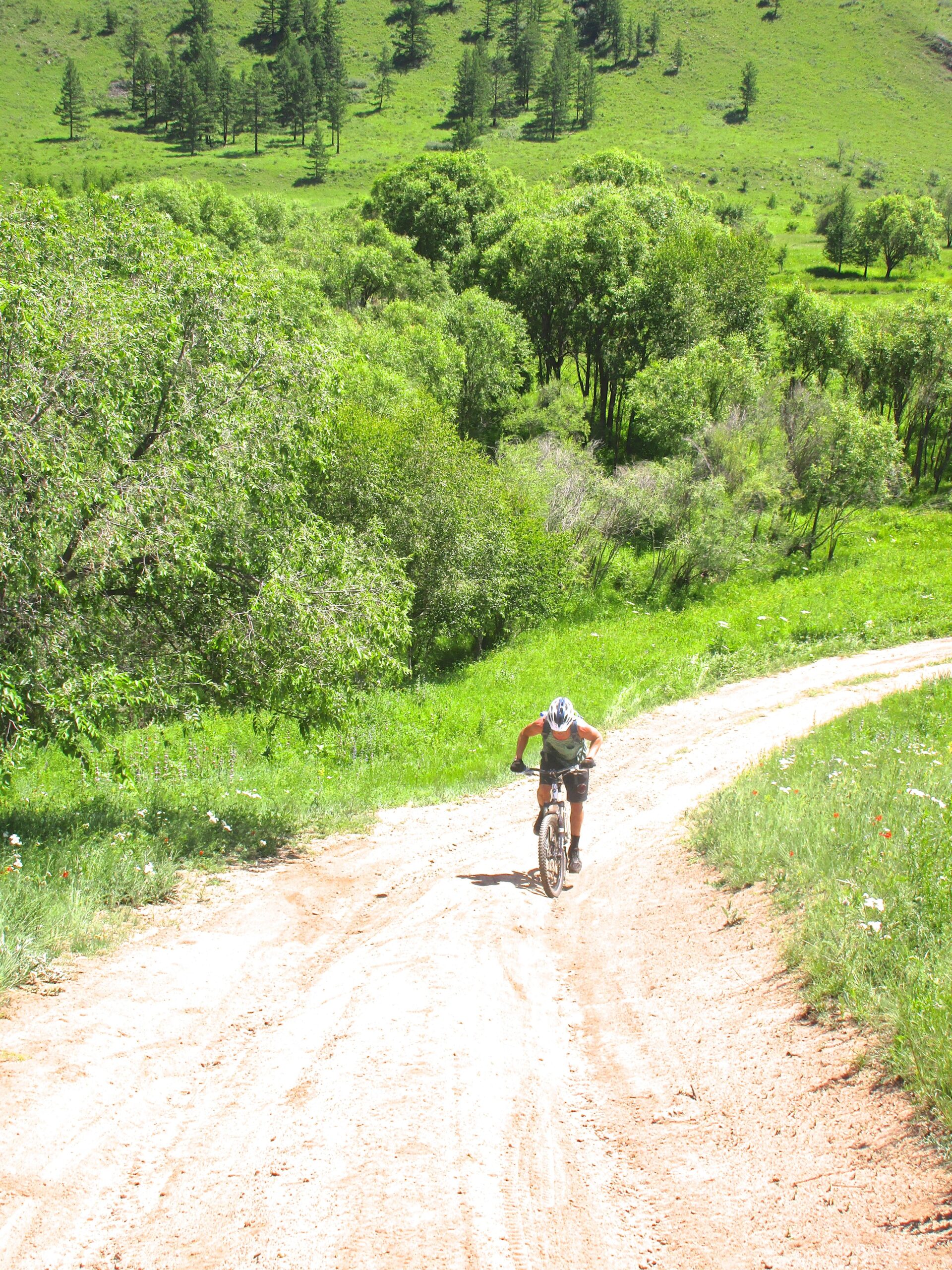 A person riding a mountain bike on a dirt path surrounded by vibrant green trees and hills under bright sunlight. The route winds upward, and the scene captures a sense of outdoor adventure and nature. Khargana Gol mountain bike trail.