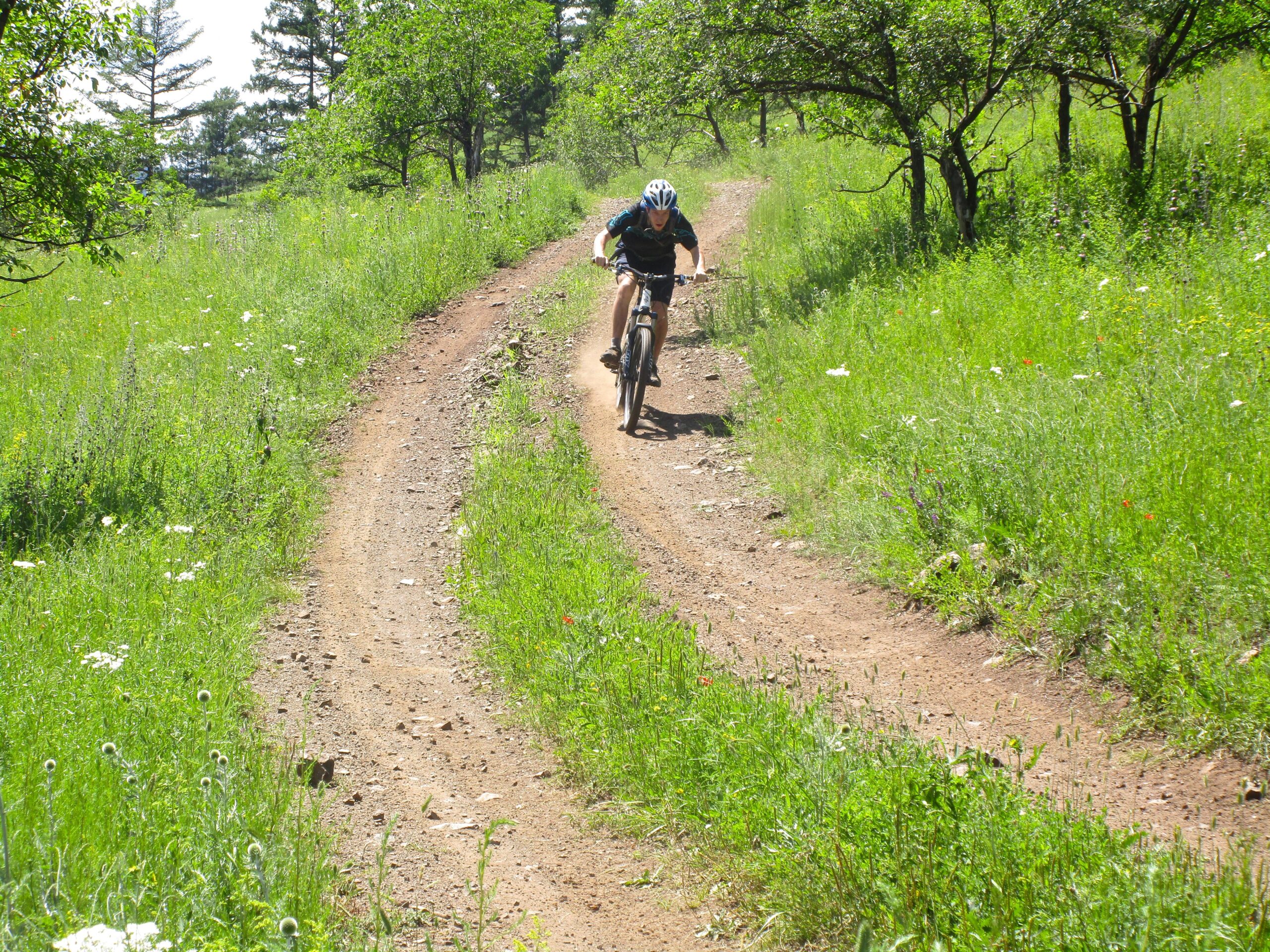 A person riding a mountain bike on a winding dirt trail surrounded by lush green grass and wildflowers in a sunny outdoor setting. Trees are visible in the background. Khargana Gol mountain bike trail.