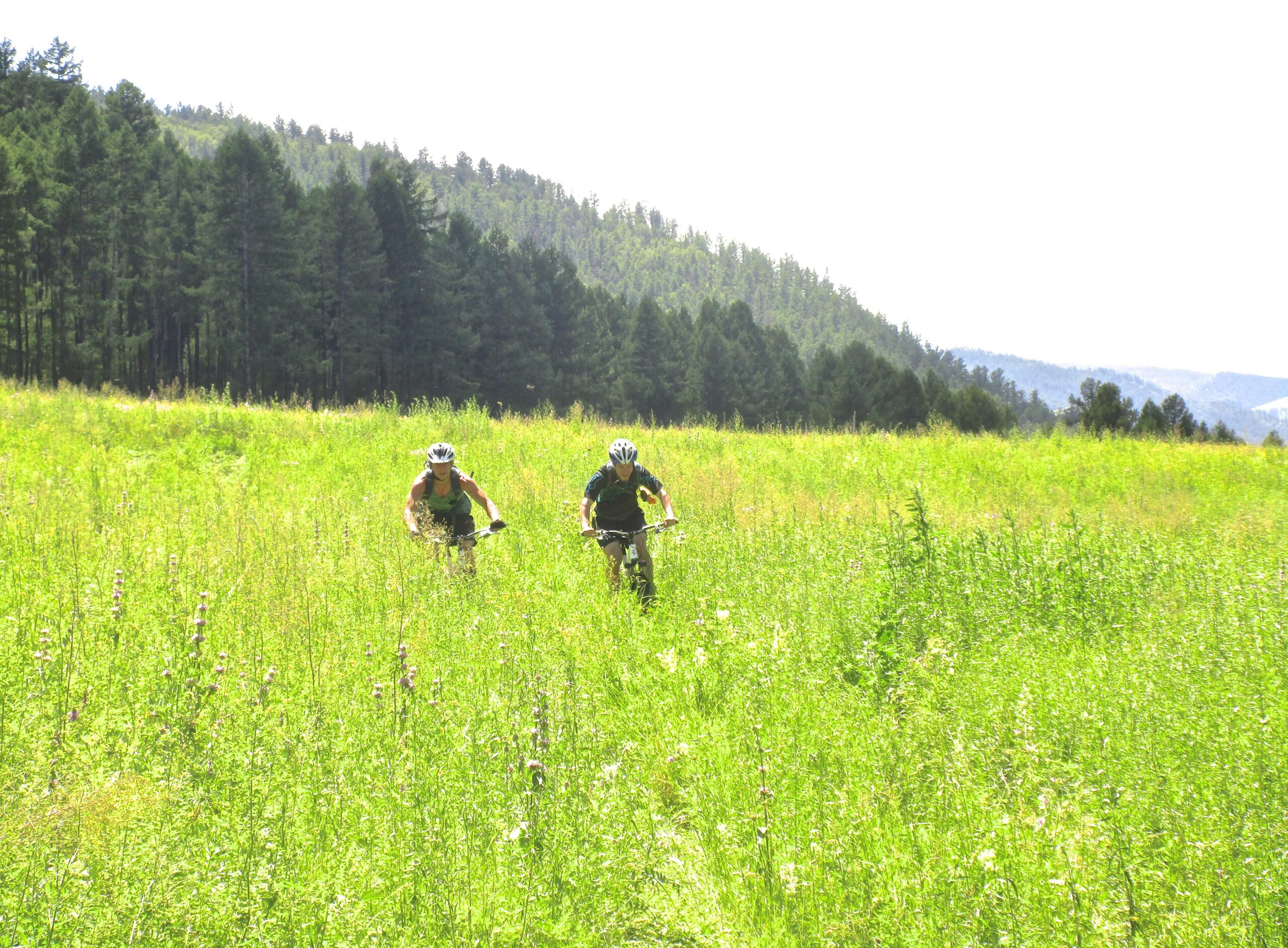 Two mountain bikers riding through a grassy field with tall green vegetation and trees in the background. The sun is shining, creating a bright atmosphere. Khargana Gol mountain bike trail.