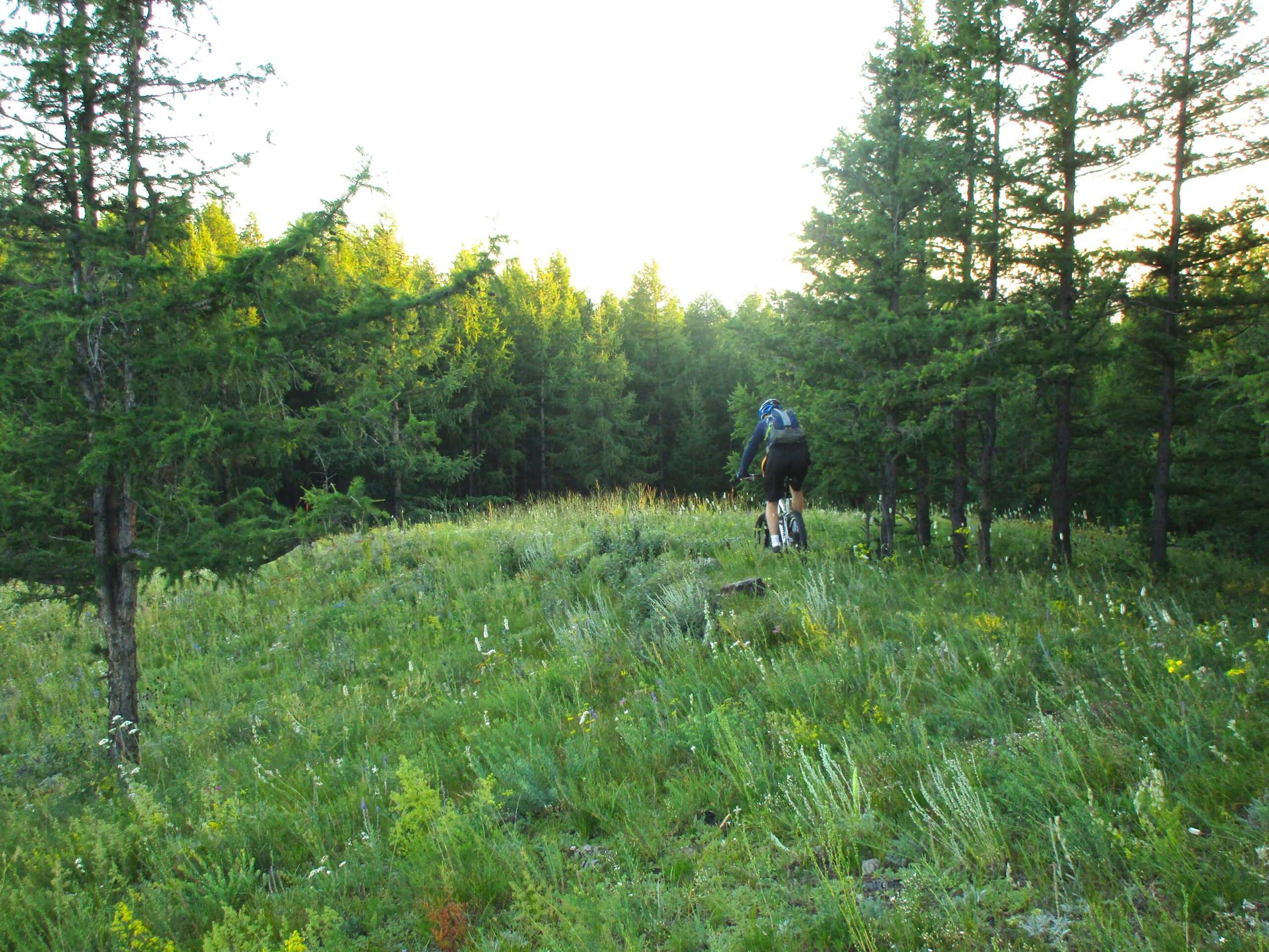 A person riding a mountain bike on a grassy hillside surrounded by trees, with sunlight filtering through the foliage. The scene captures a tranquil moment in nature, highlighting the lush greenery and the challenges of outdoor biking. Selkh Am mountain bike trail.