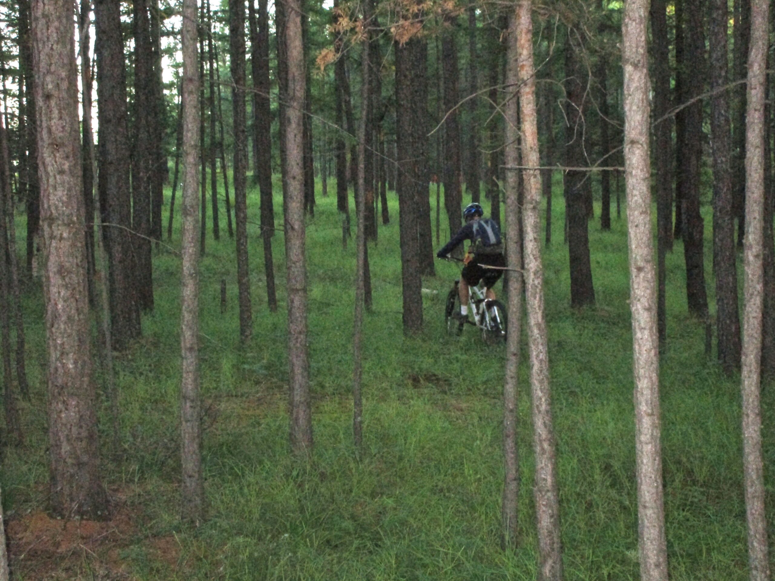 A person riding a mountain bike through a dense forest of tall trees and green grass, with soft lighting suggesting early evening. Selkh Am mountain bike trail.
