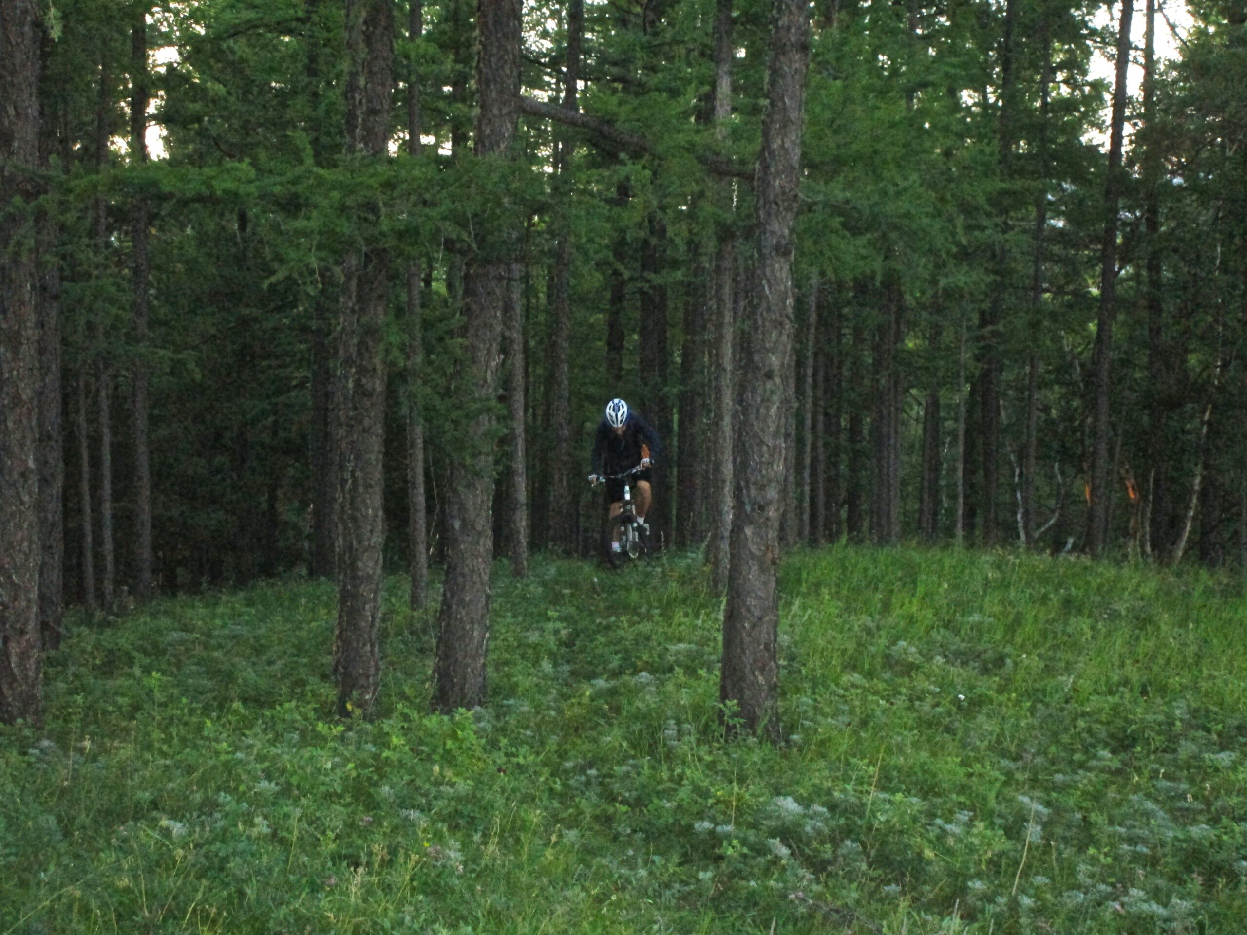 A mountain biker navigating through a densely wooded forest. The cyclist is positioned in front of tall trees with a lush green ground cover, capturing the essence of outdoor adventure. Selkh Am mountain bike trail.