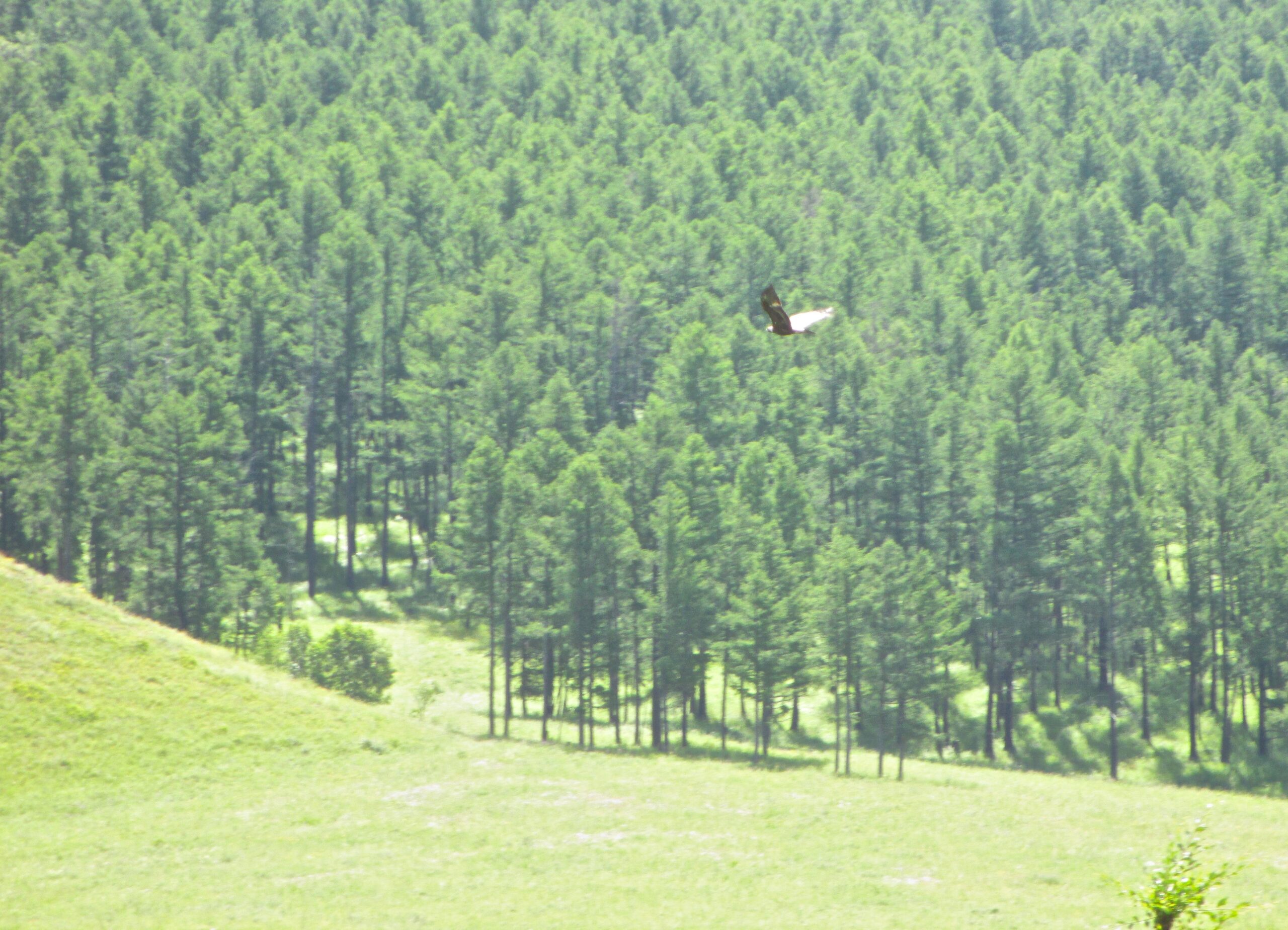A bird in flight over a lush green forest with dense pine trees and a grassy area in the foreground. Khargana Gol mountain bike trail.