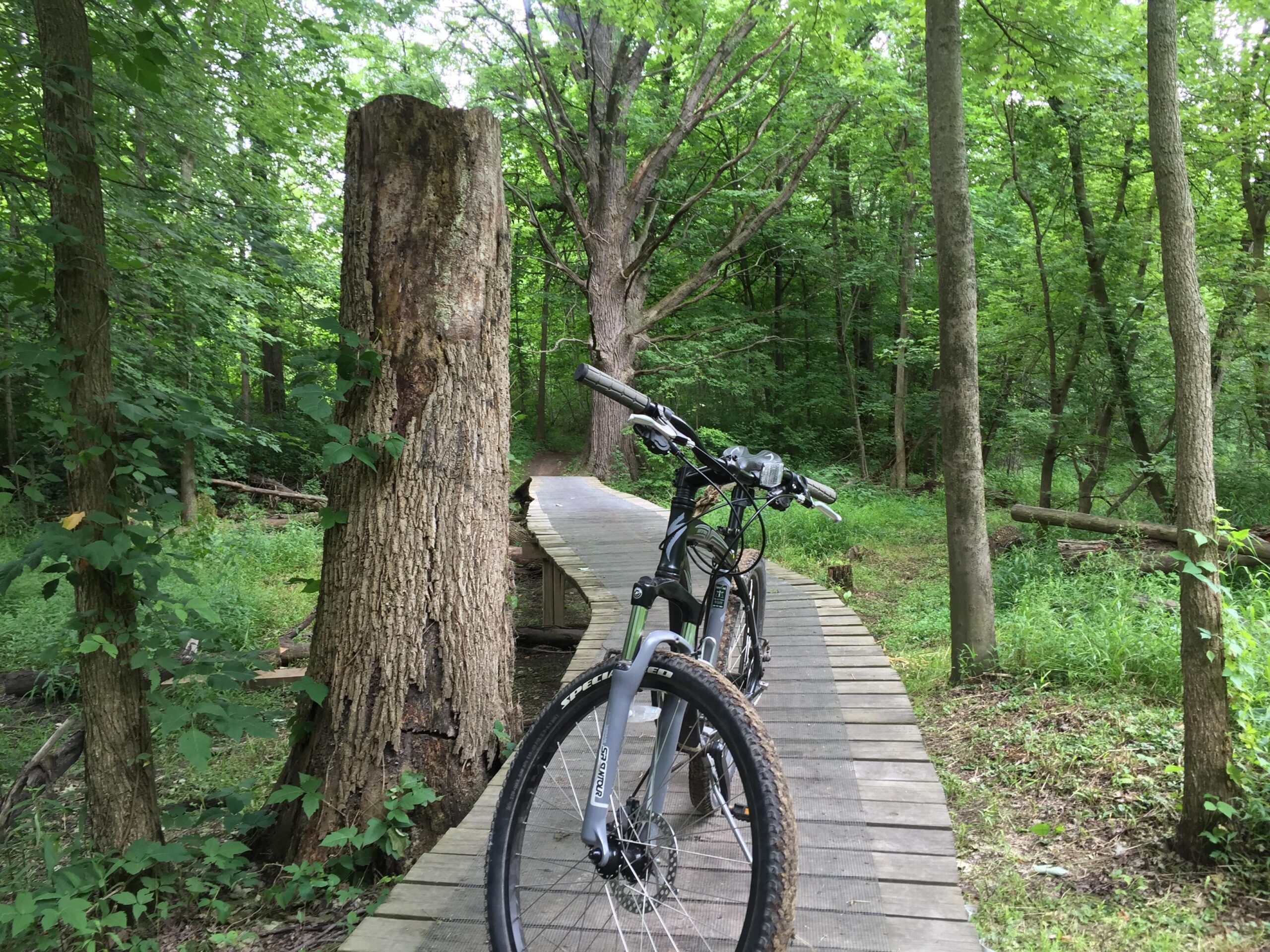 A mountain bike parked beside a large tree stump on a wooden pathway winding through a lush green forest. The scene is vibrant with dense foliage and trees in the background, creating a serene outdoor atmosphere. Clinton River Park mountain bike trail.