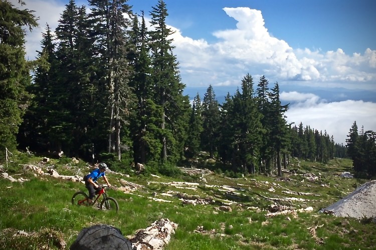 A mountain biker riding on a forest trail surrounded by tall pine trees and green grass, with a blue sky and clouds in the background.