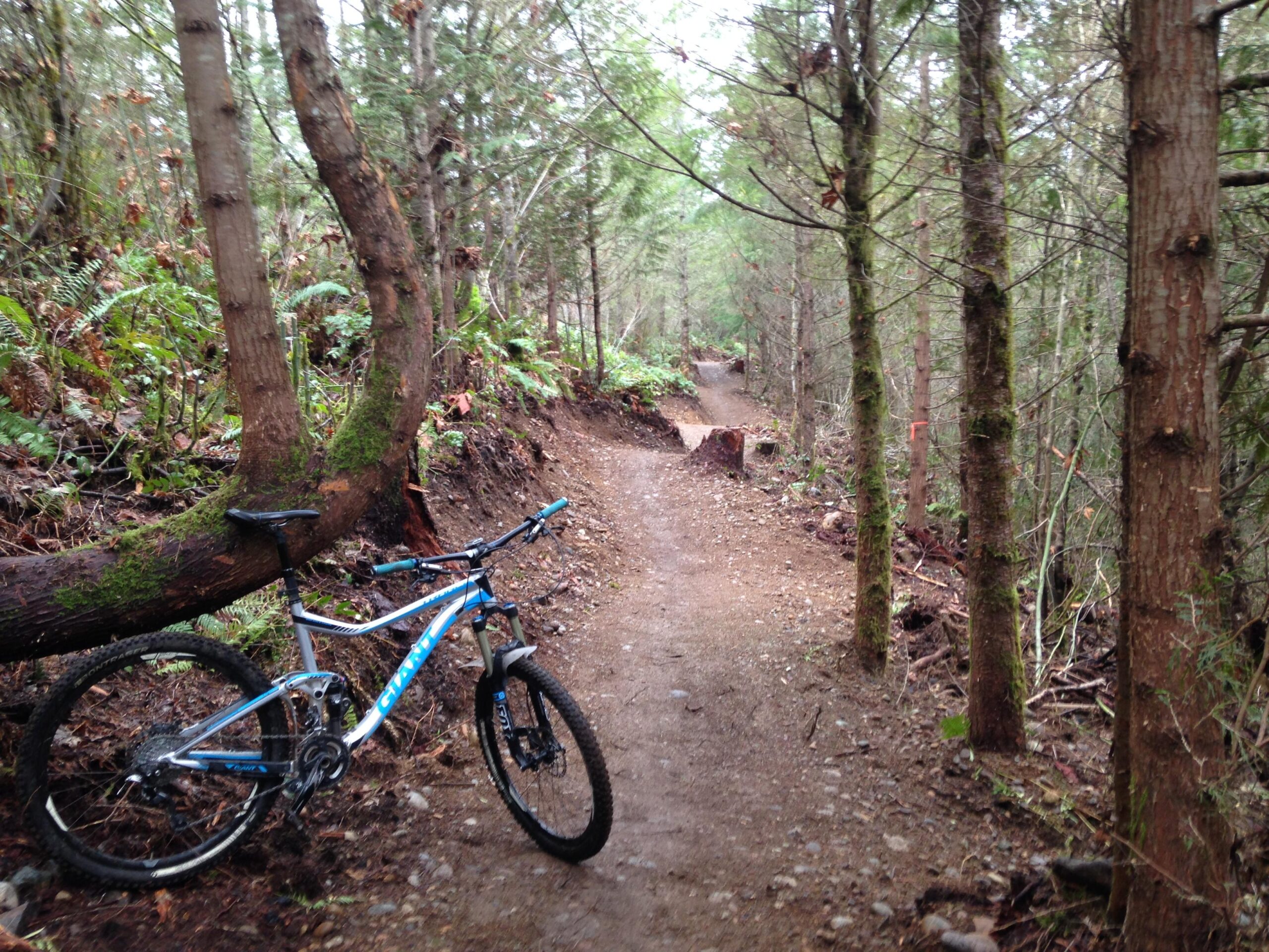 A mountain bike resting against a fallen tree along a narrow, winding dirt trail surrounded by dense green foliage and trees. Kathleen