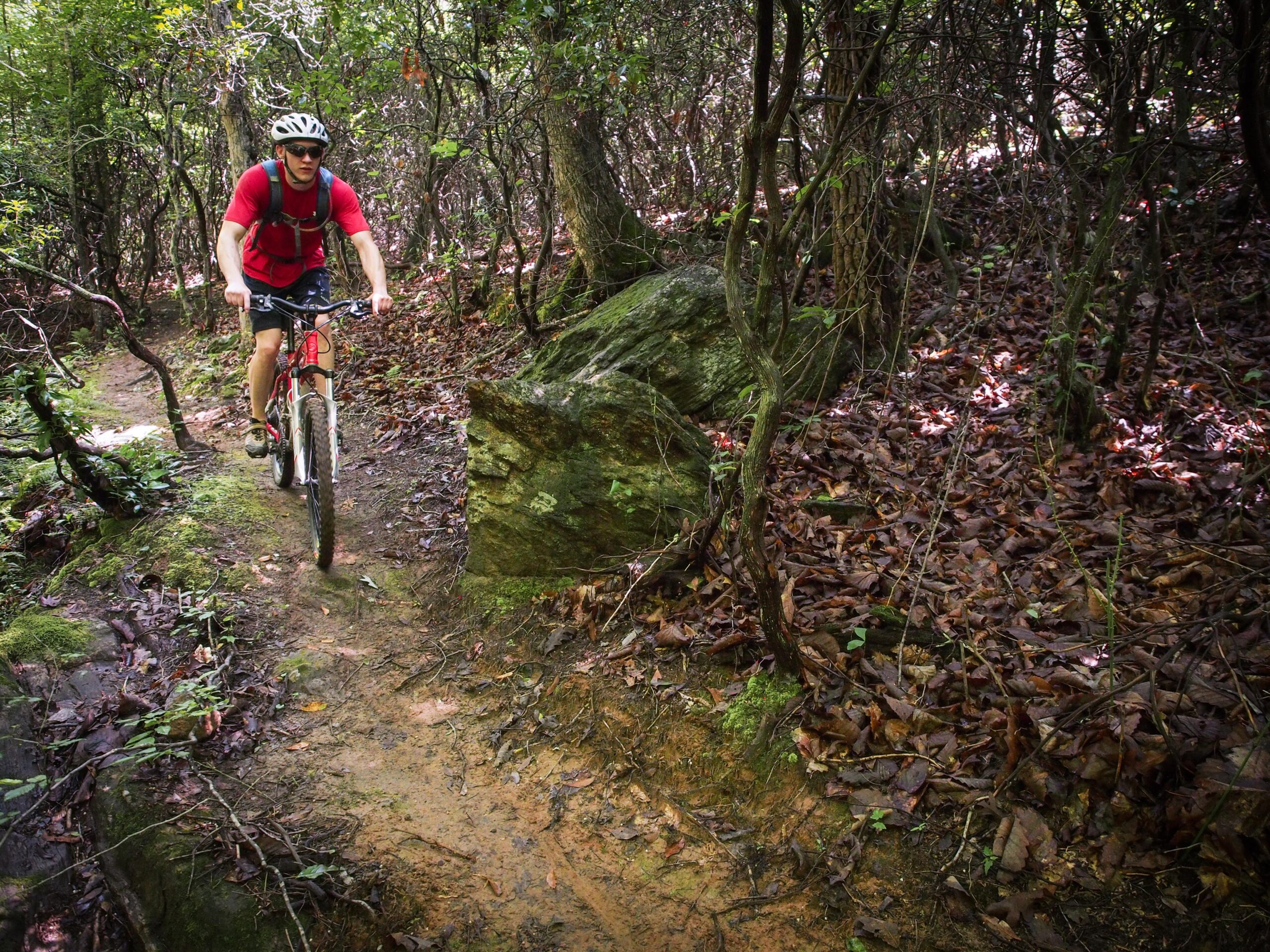 A mountain biker rides along a narrow, winding dirt trail surrounded by dense greenery and scattered rocks, with fallen leaves covering the ground. The cyclist is wearing a red shirt, shorts, and a helmet, focused on navigating the path through the wooded area. Mountain Laurel Trails mountain bike trail.