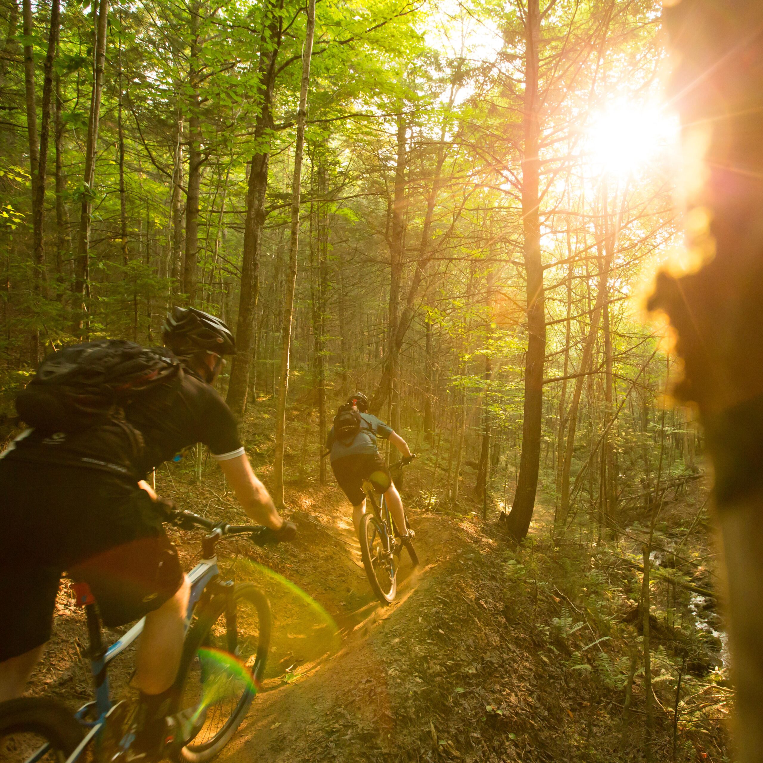 Two mountain bikers riding along a dirt path through a dense forest, illuminated by sunlight filtering through the trees. The scene showcases a vibrant green landscape with tall trees and dappled light creating a serene and adventurous atmosphere. Kingdom Trails mountain bike trail.