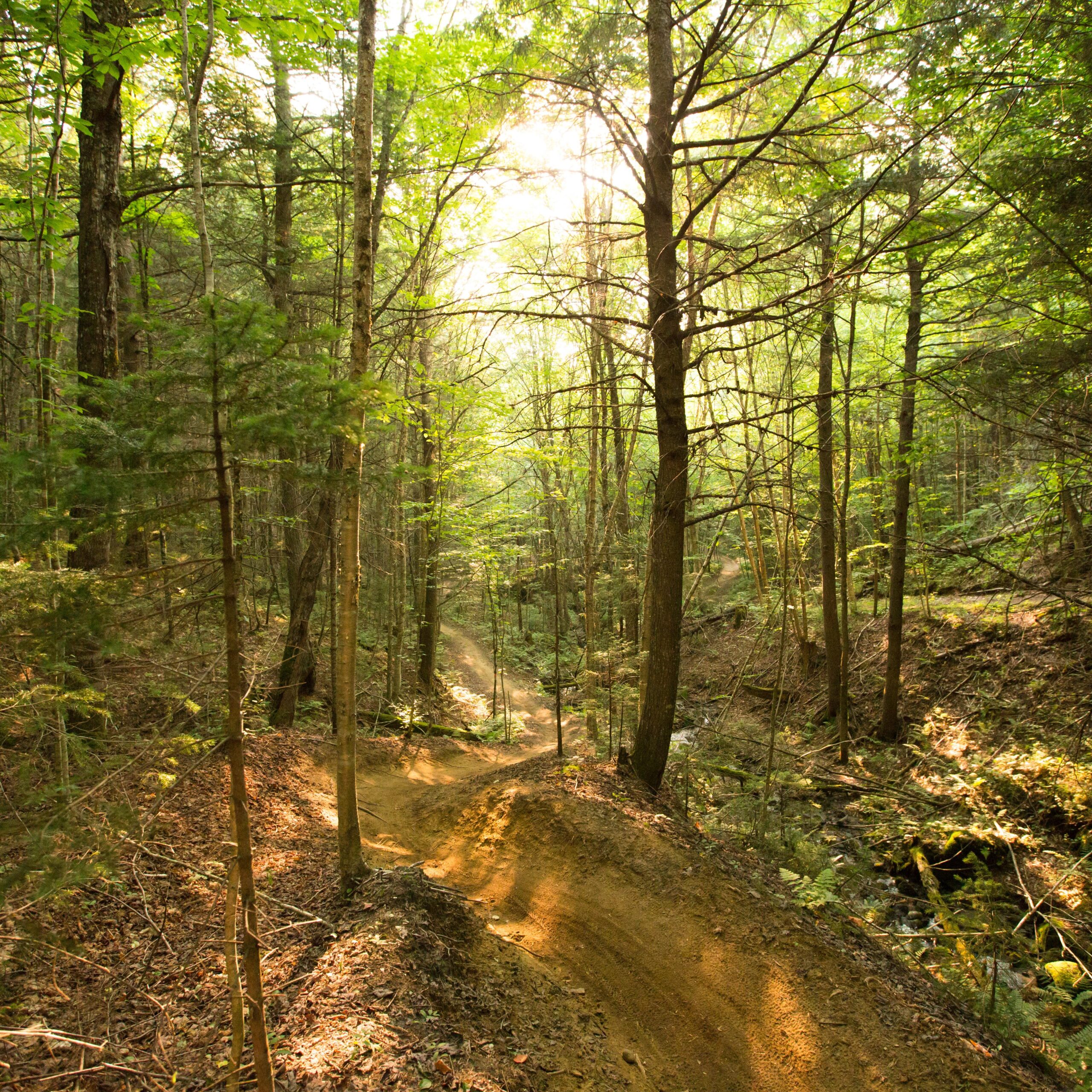 A sunlit forest trail winding through lush green trees, with dappled light filtering through the leaves, highlighting a dirt path alongside a small creek. Kingdom Trails mountain bike trail.