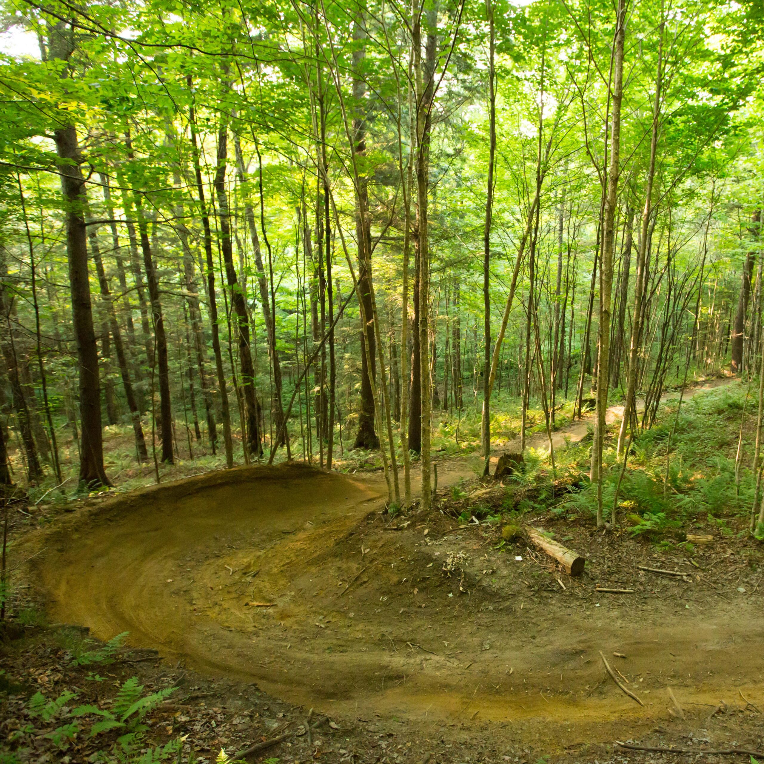 A winding dirt trail curves through a lush green forest, surrounded by tall trees and vibrant foliage. The path is designed for biking or hiking, with a smooth surface and gentle bends, inviting outdoor enthusiasts to explore the serene, natural environment. Soft sunlight filters through the leaves, creating a peaceful atmosphere. Kingdom Trails mountain bike trail.